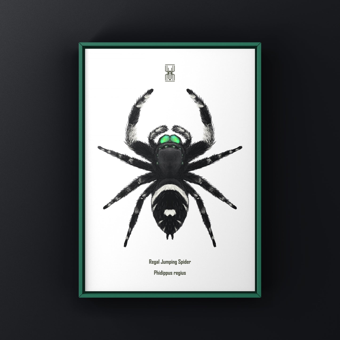 Regal Jumping Spider, Phidippus Regius, Photographic Art Print