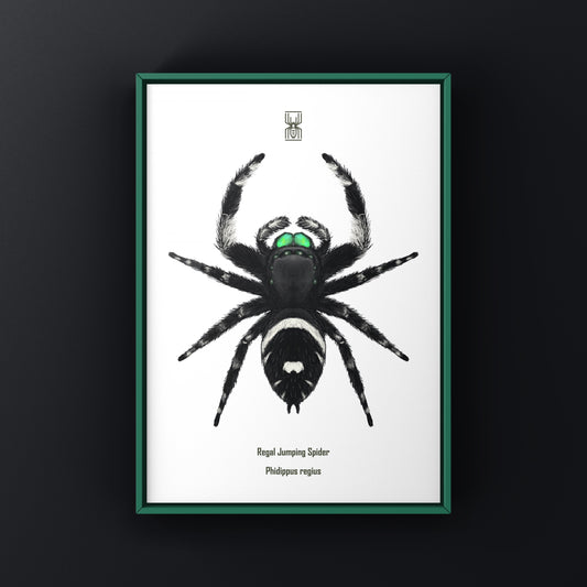 Regal Jumping Spider, Phidippus Regius, Photographic Art Print