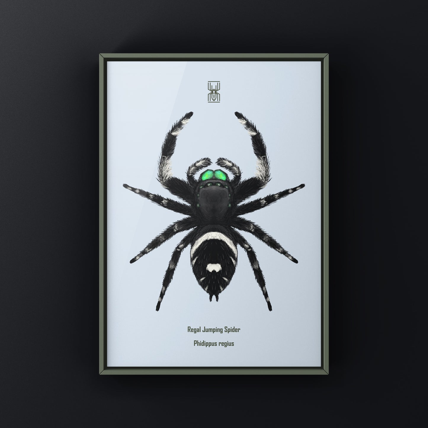 Regal Jumping Spider, Phidippus Regius, Photographic Art Print