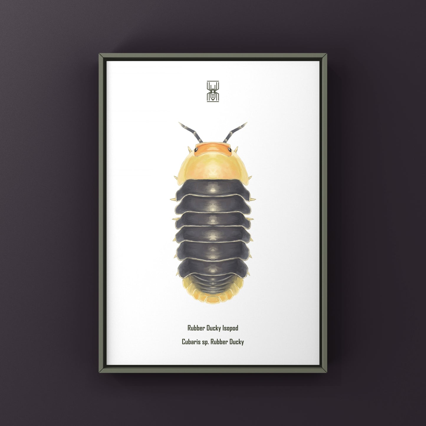 Rubber Ducky Isopod, Cubaris sp. Rubber Ducky, Photographic Art Print