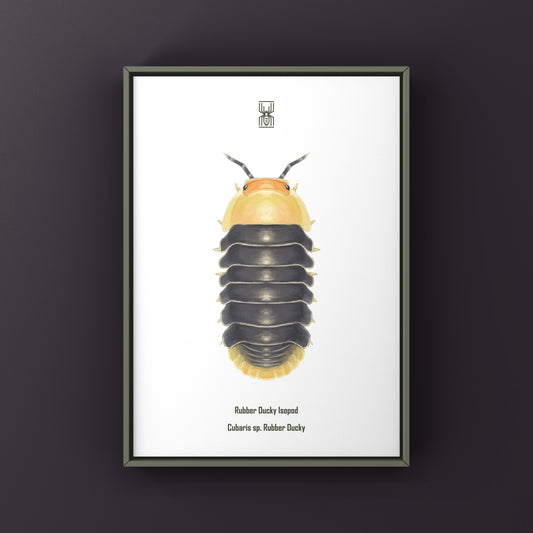 Rubber Ducky Isopod, Cubaris sp. Rubber Ducky, Photographic Art Print