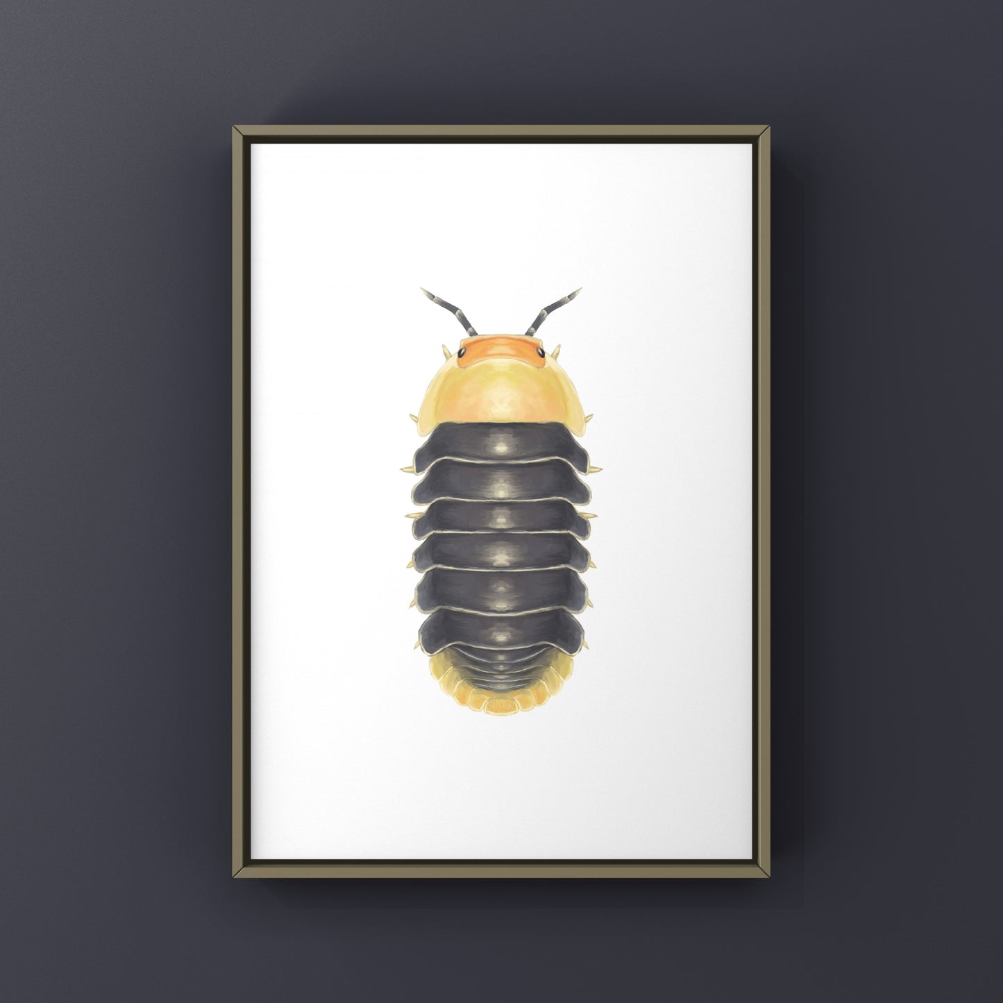 Rubber Ducky Isopod, Cubaris sp. Rubber Ducky, Photographic Art Print