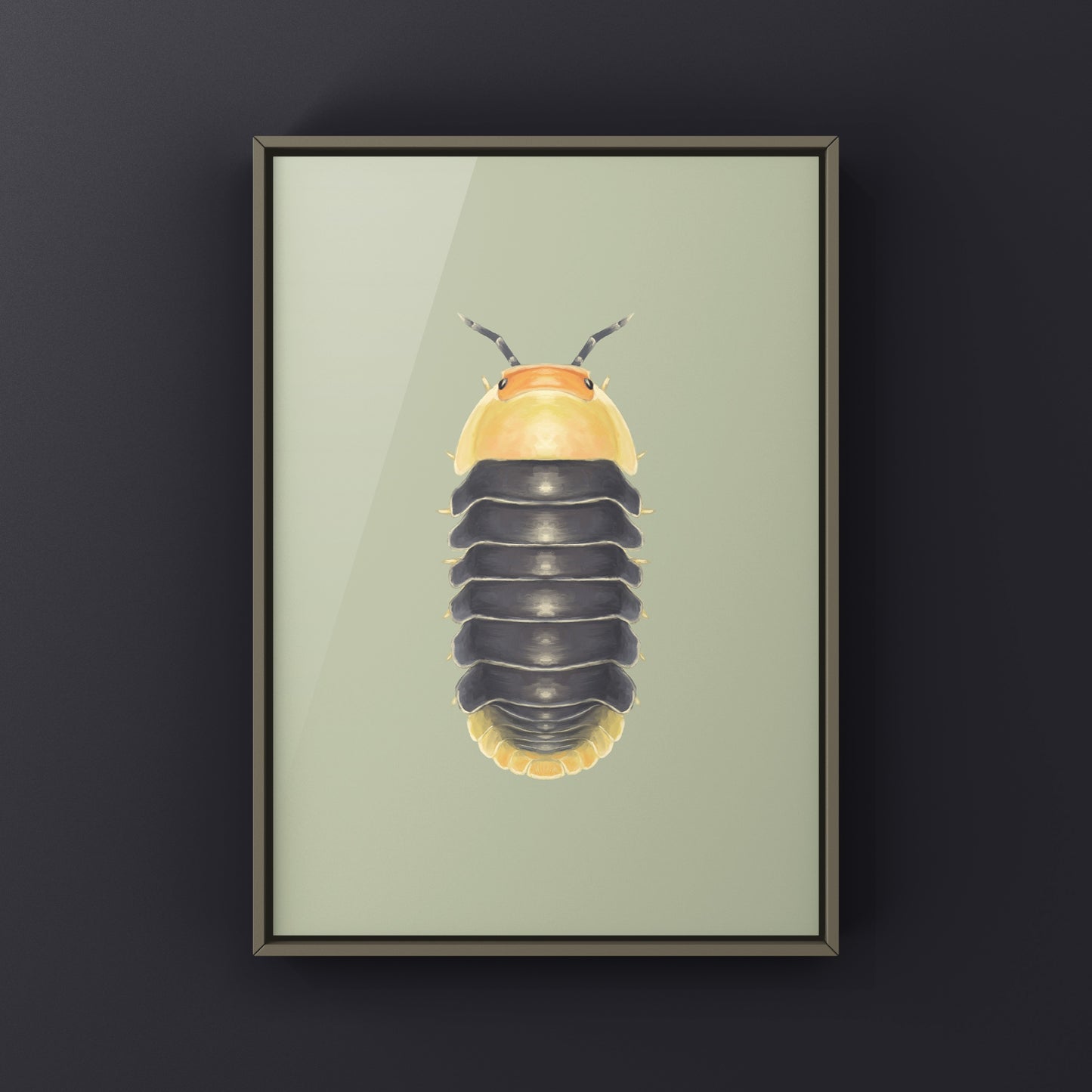 Rubber Ducky Isopod, Cubaris sp. Rubber Ducky, Photographic Art Print