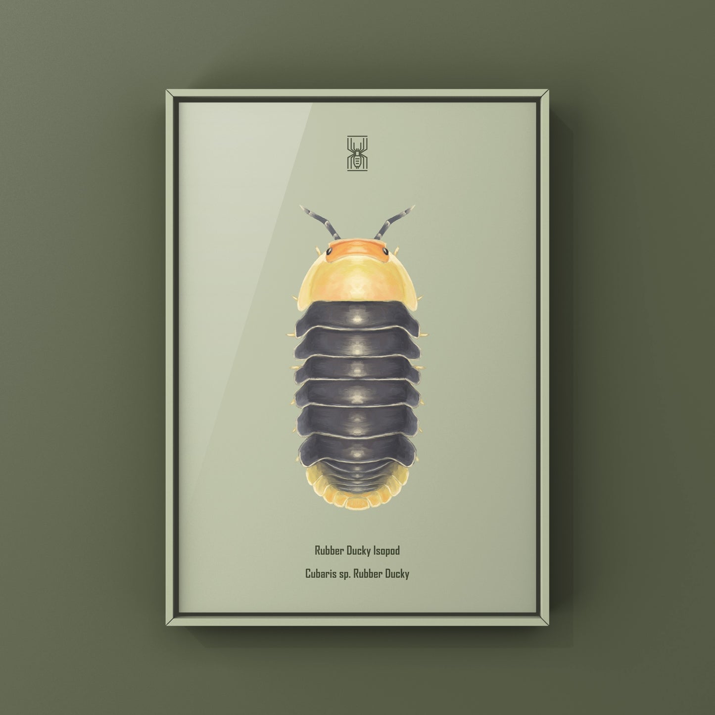 Rubber Ducky Isopod, Cubaris sp. Rubber Ducky, Photographic Art Print