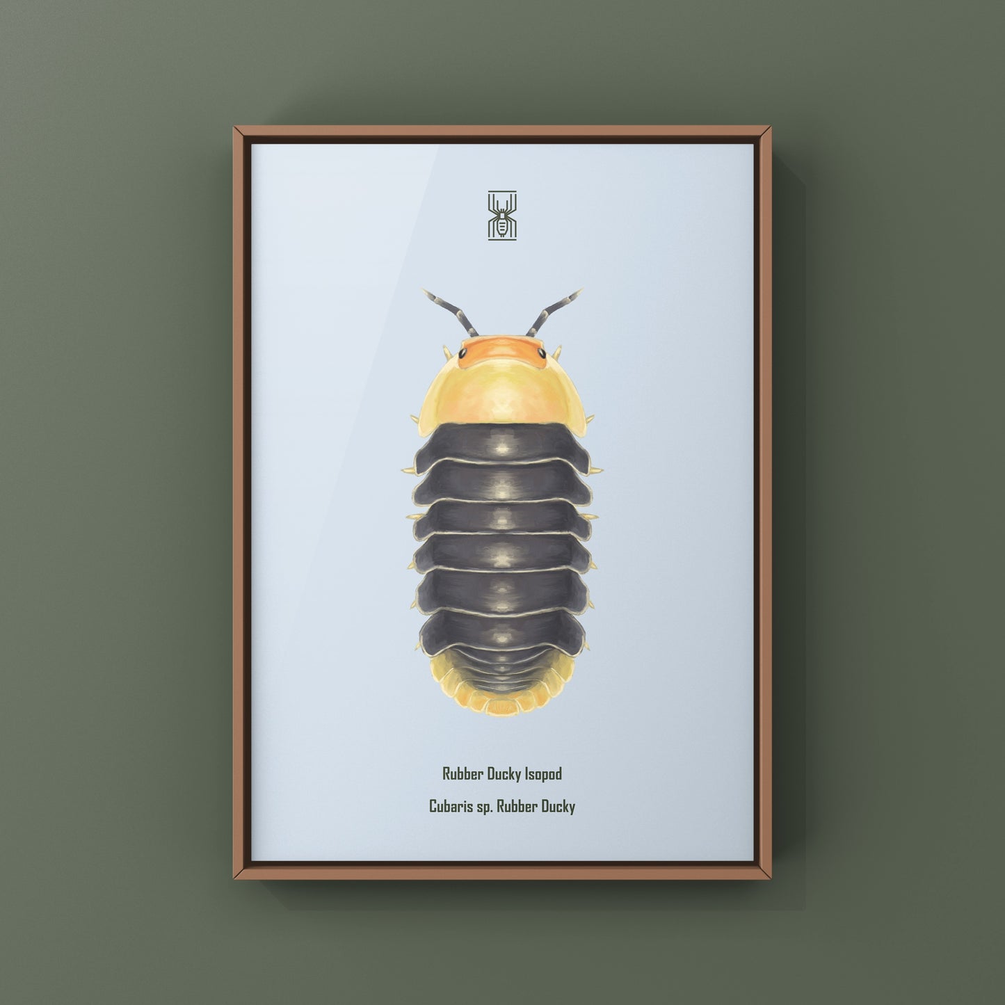 Rubber Ducky Isopod, Cubaris sp. Rubber Ducky, Photographic Art Print
