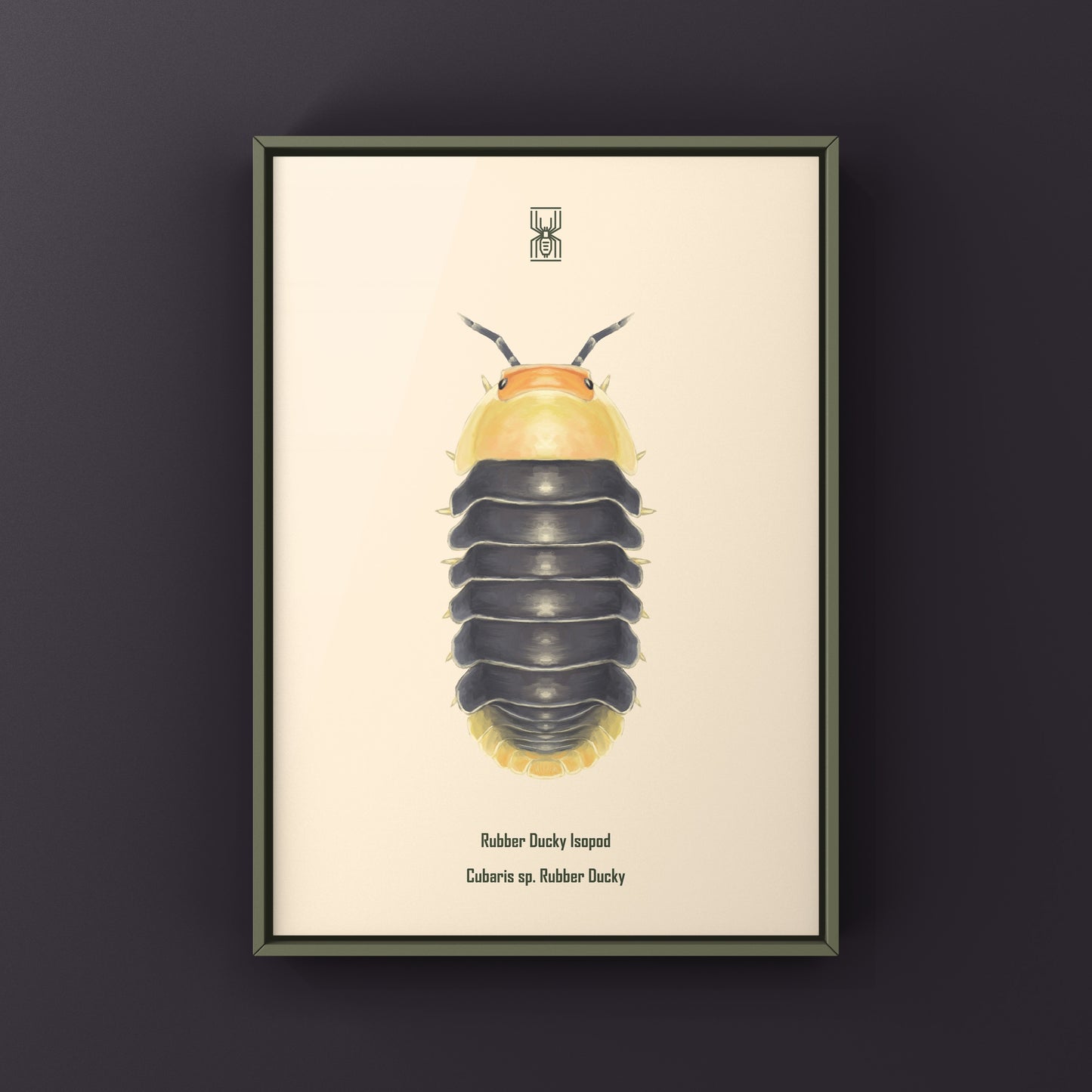 Rubber Ducky Isopod, Cubaris sp. Rubber Ducky, Photographic Art Print