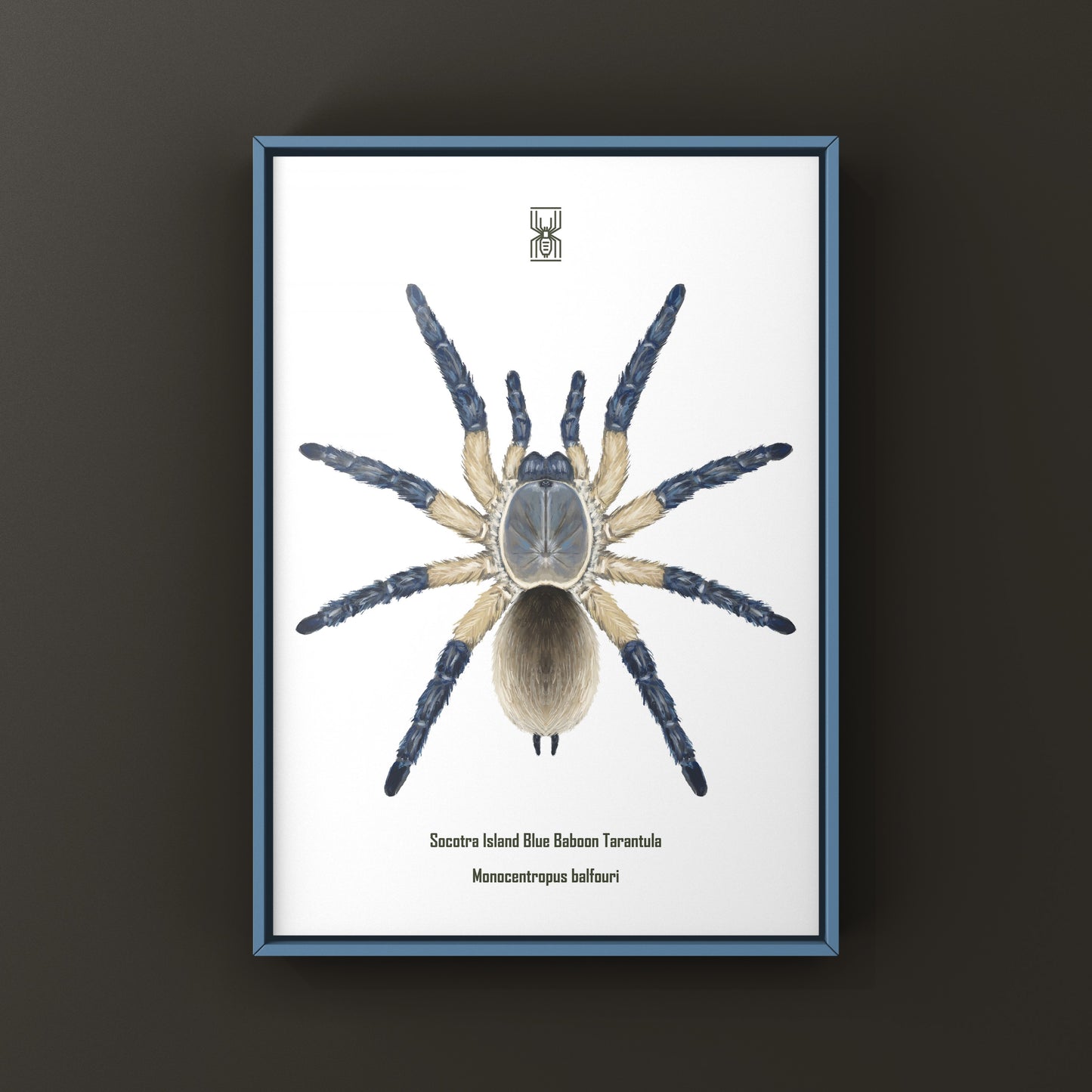 Socotra Island Blue Baboon Tarantula, Monocentropus Balfouri, Photographic Art Print from The Silk Ranch