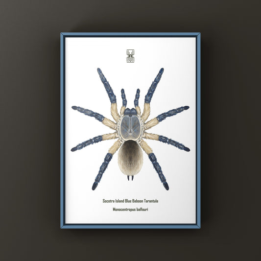 Socotra Island Blue Baboon Tarantula, Monocentropus Balfouri, Photographic Art Print from The Silk Ranch