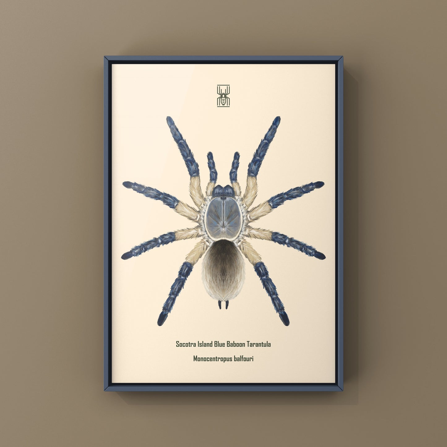 Socotra Island Blue Baboon Tarantula, Monocentropus Balfouri, Photographic Art Print from The Silk Ranch