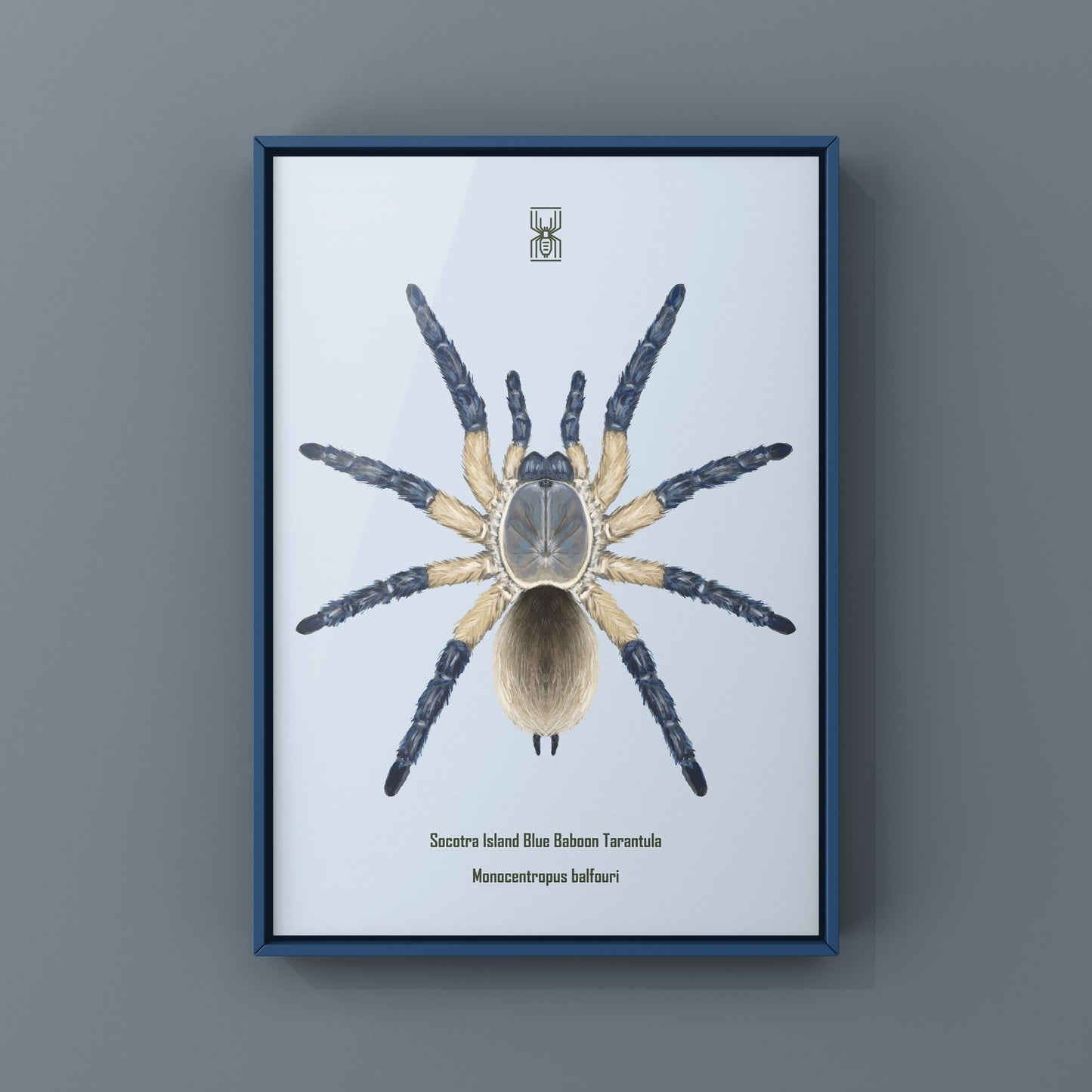Socotra Island Blue Baboon Tarantula, Monocentropus Balfouri, Photographic Art Print from The Silk Ranch