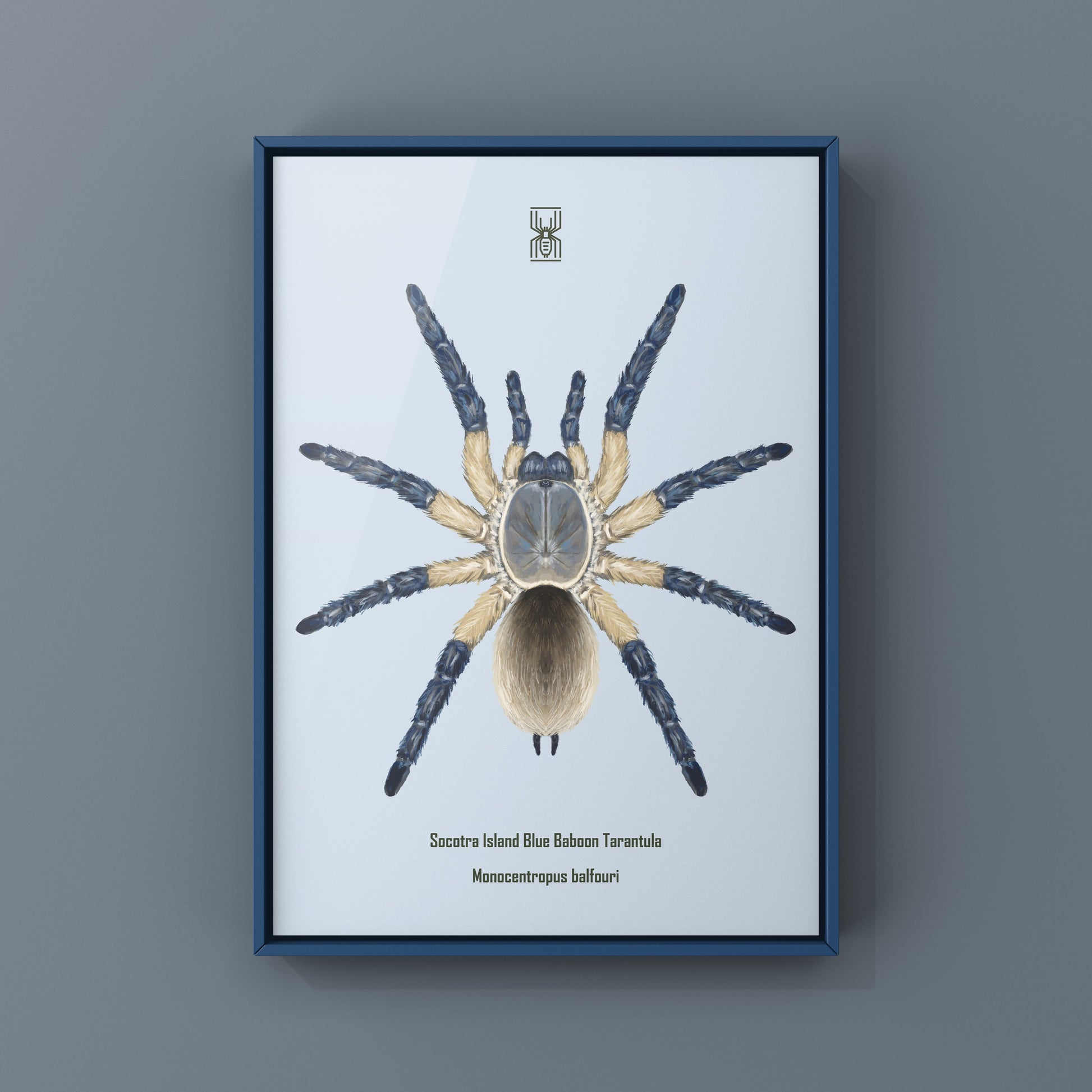 Socotra Island Blue Baboon Tarantula, Monocentropus Balfouri, Photographic Art Print from The Silk Ranch