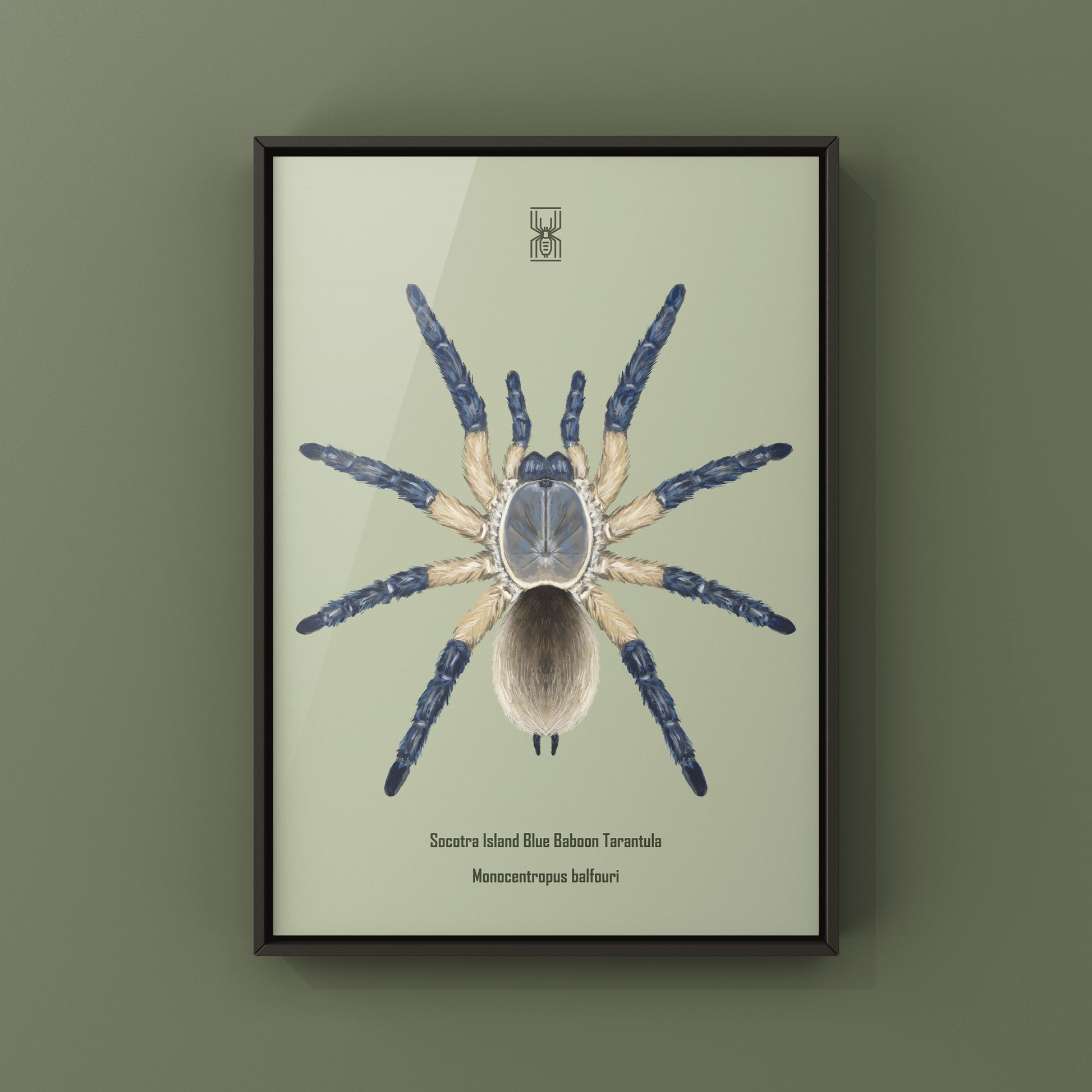 Socotra Island Blue Baboon Tarantula, Monocentropus Balfouri, Photographic Art Print from The Silk Ranch