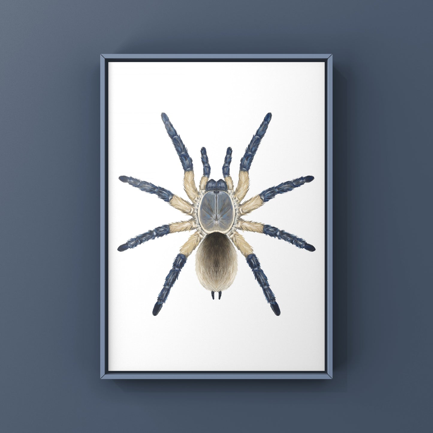 Socotra Island Blue Baboon Tarantula, Monocentropus Balfouri, Photographic Art Print from The Silk Ranch