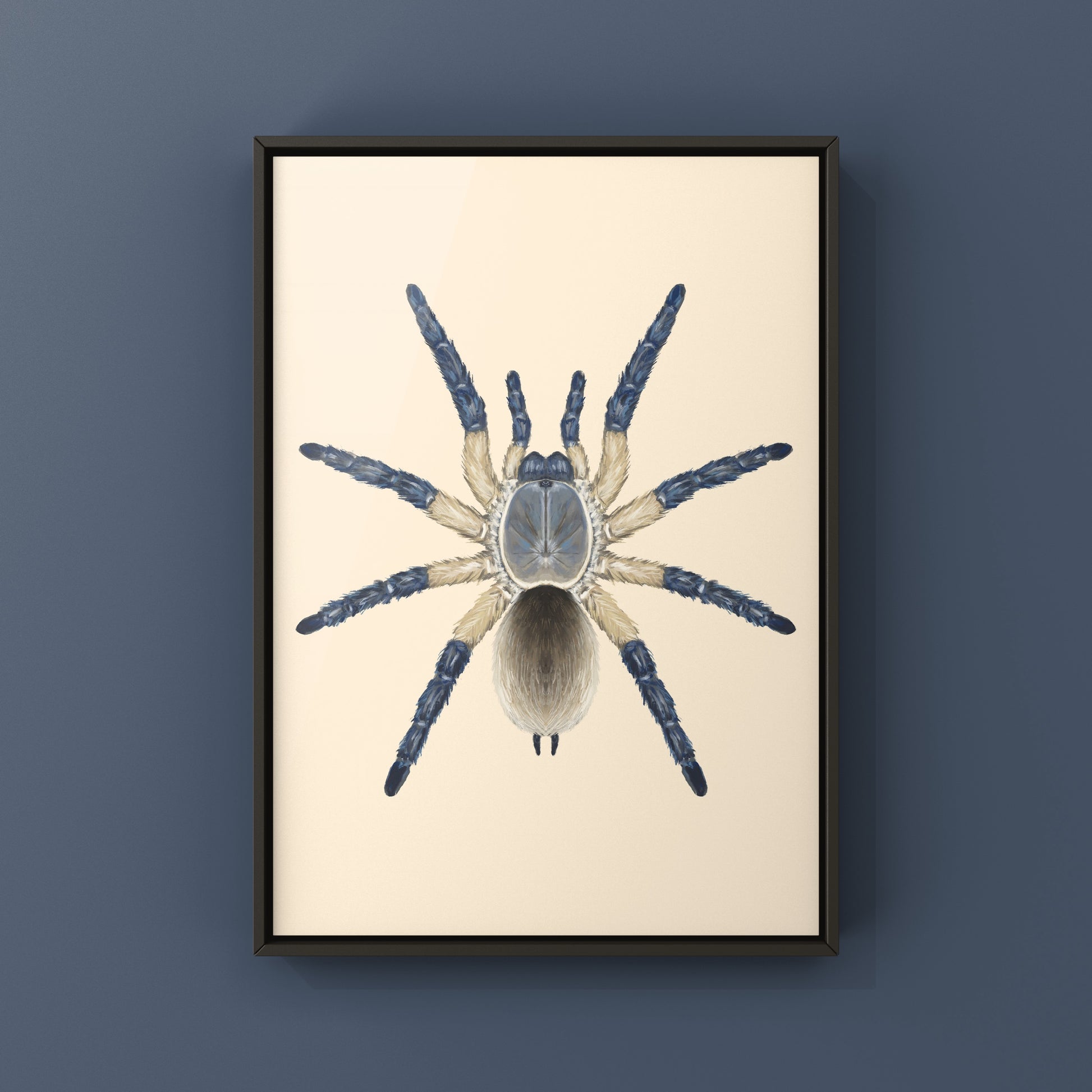 Socotra Island Blue Baboon Tarantula, Monocentropus Balfouri, Photographic Art Print from The Silk Ranch