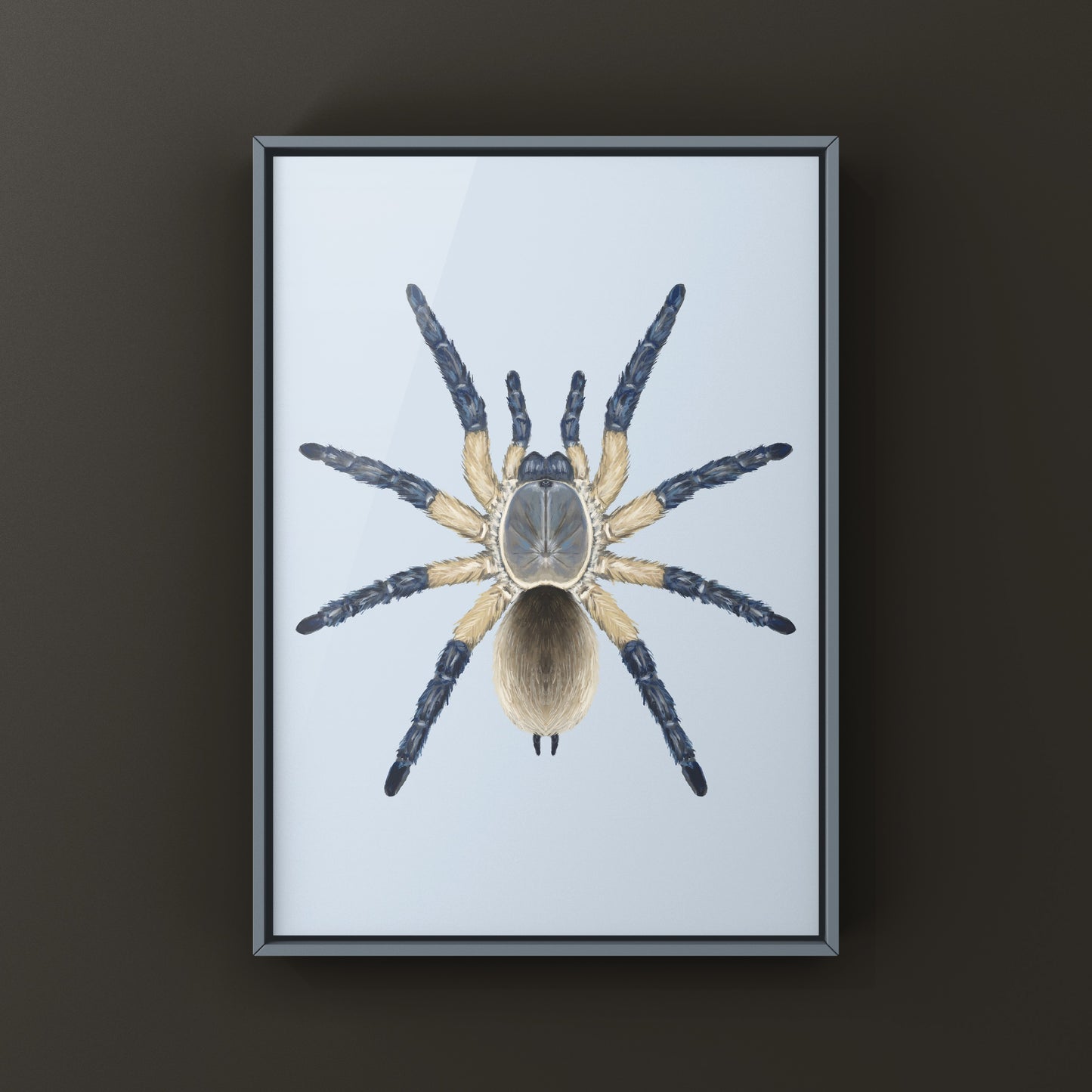 Socotra Island Blue Baboon Tarantula, Monocentropus Balfouri, Photographic Art Print from The Silk Ranch