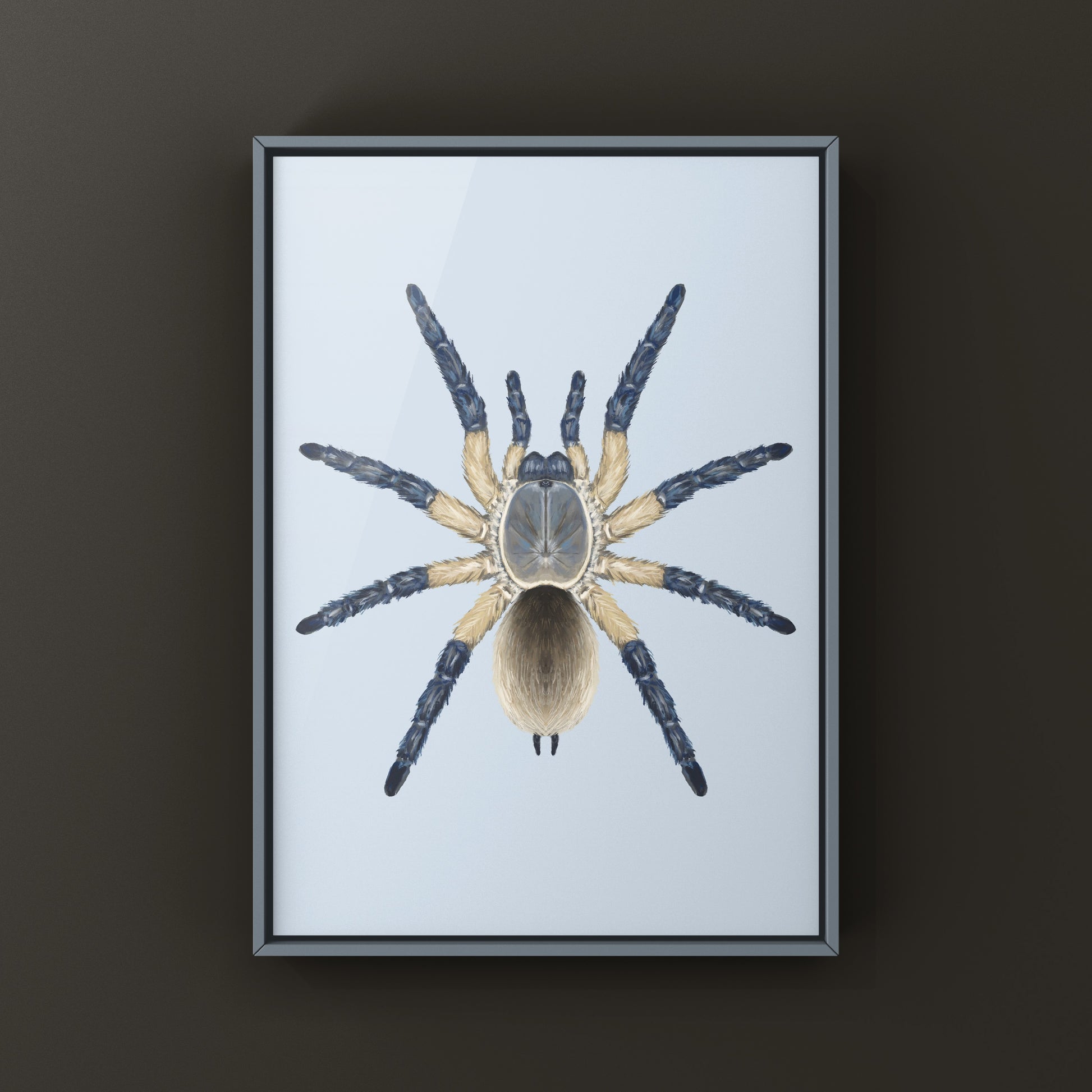 Socotra Island Blue Baboon Tarantula, Monocentropus Balfouri, Photographic Art Print from The Silk Ranch