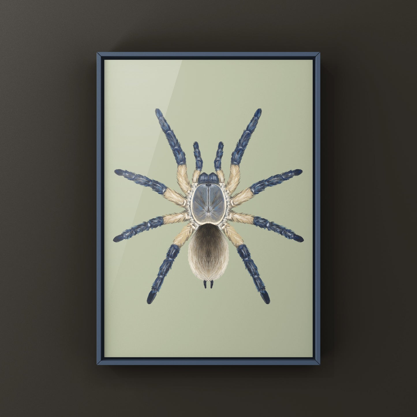 Socotra Island Blue Baboon Tarantula, Monocentropus Balfouri, Photographic Art Print from The Silk Ranch