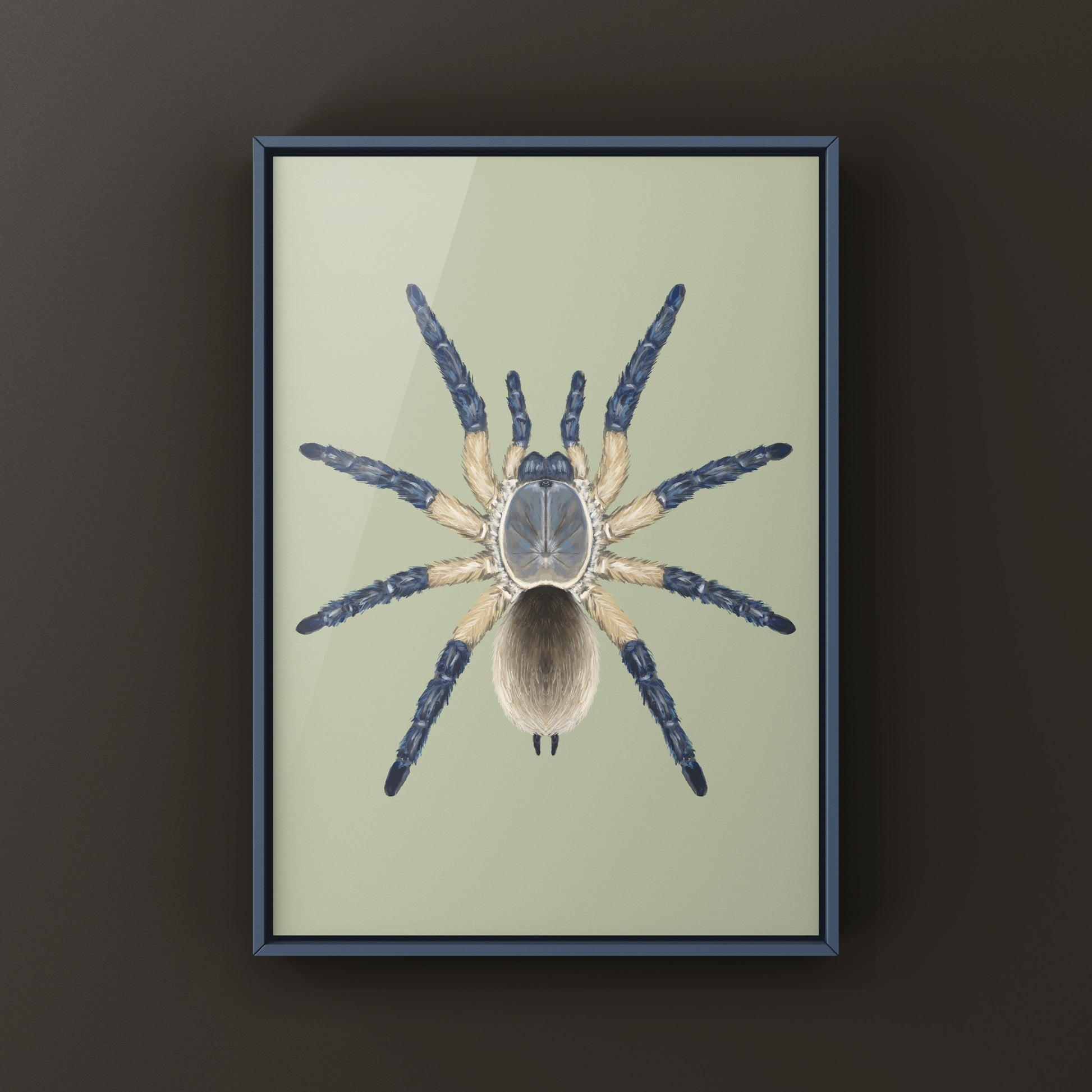 Socotra Island Blue Baboon Tarantula, Monocentropus Balfouri, Photographic Art Print from The Silk Ranch