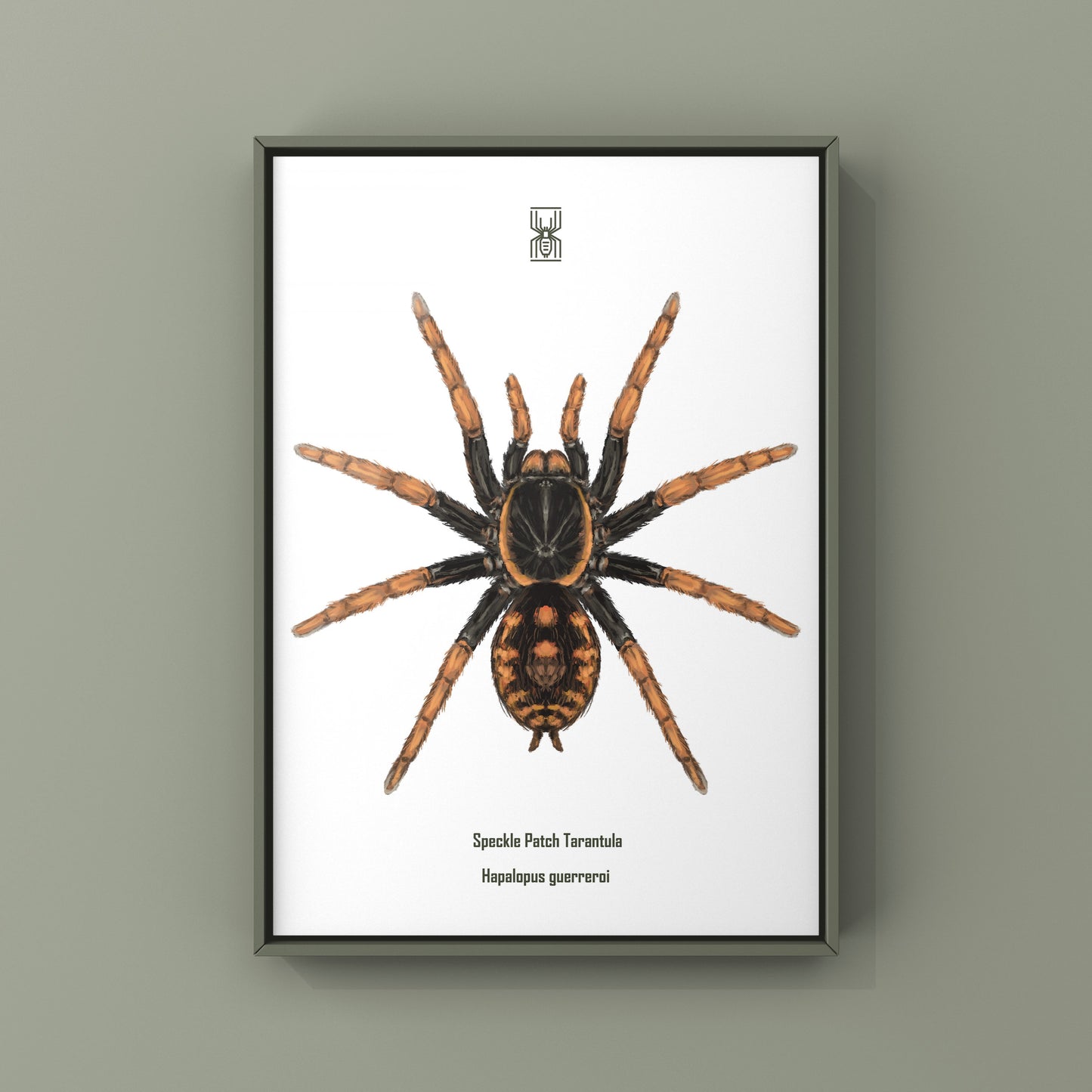 Speckle Patch Tarantula, Hapalopus Guerreroi, Photographic Art Print