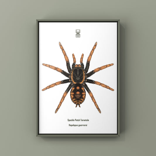 Speckle Patch Tarantula, Hapalopus Guerreroi, Photographic Art Print