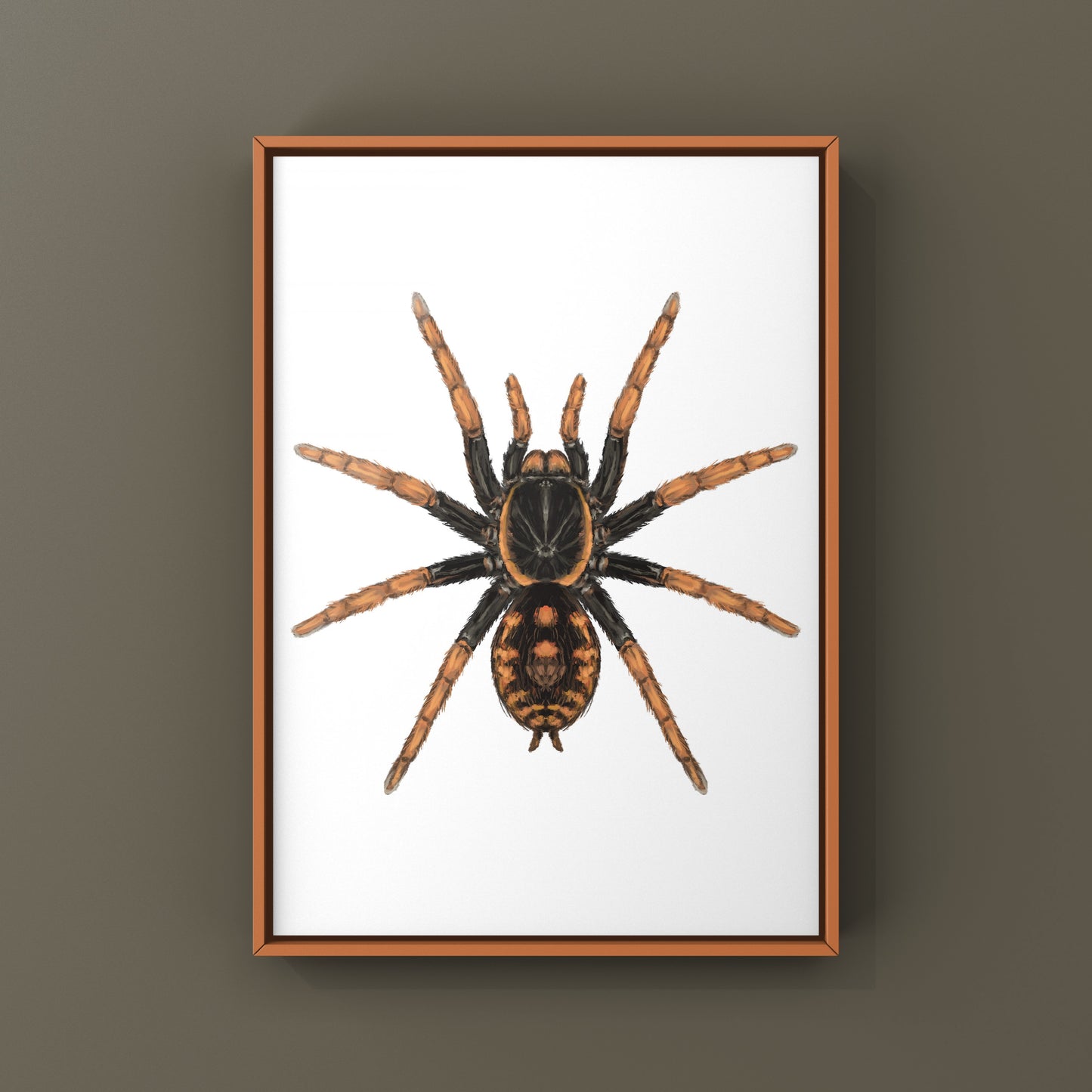 Speckle Patch Tarantula, Hapalopus Guerreroi, Photographic Art Print