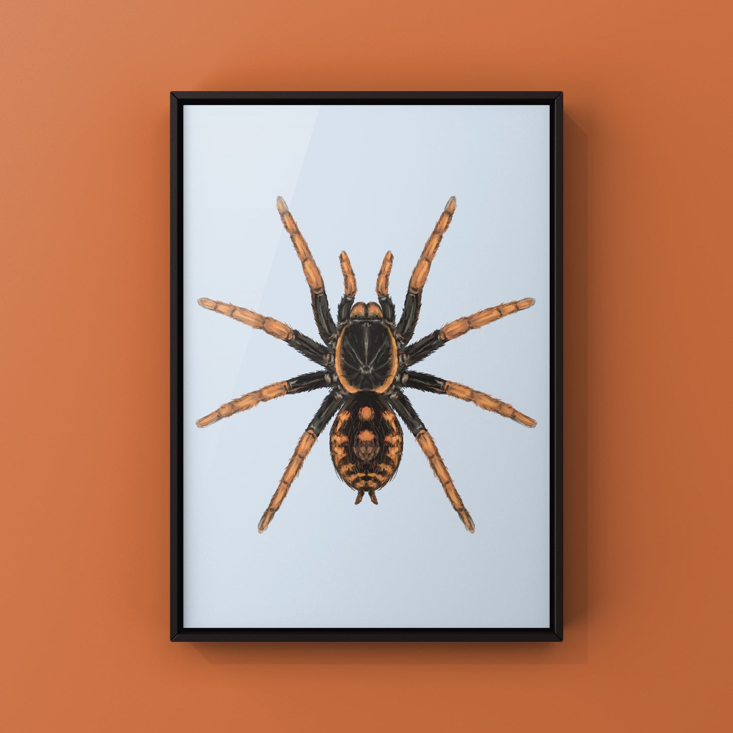 Speckle Patch Tarantula, Hapalopus Guerreroi, Photographic Art Print