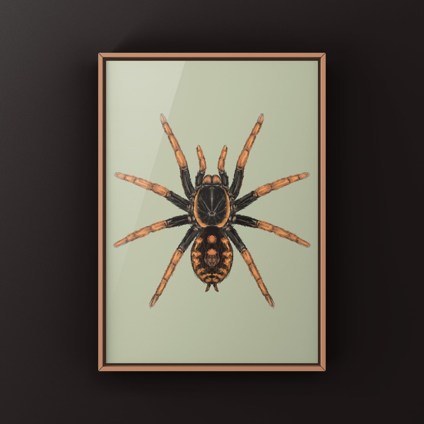 Speckle Patch Tarantula, Hapalopus Guerreroi, Photographic Art Print