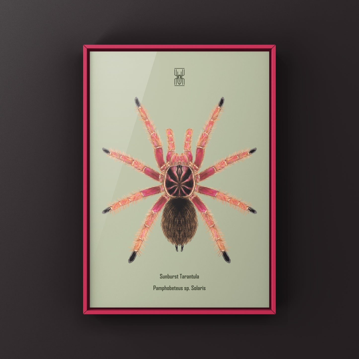 Sunburst Tarantula, Pamphobeteus sp. Solaris, Photographic Art Print