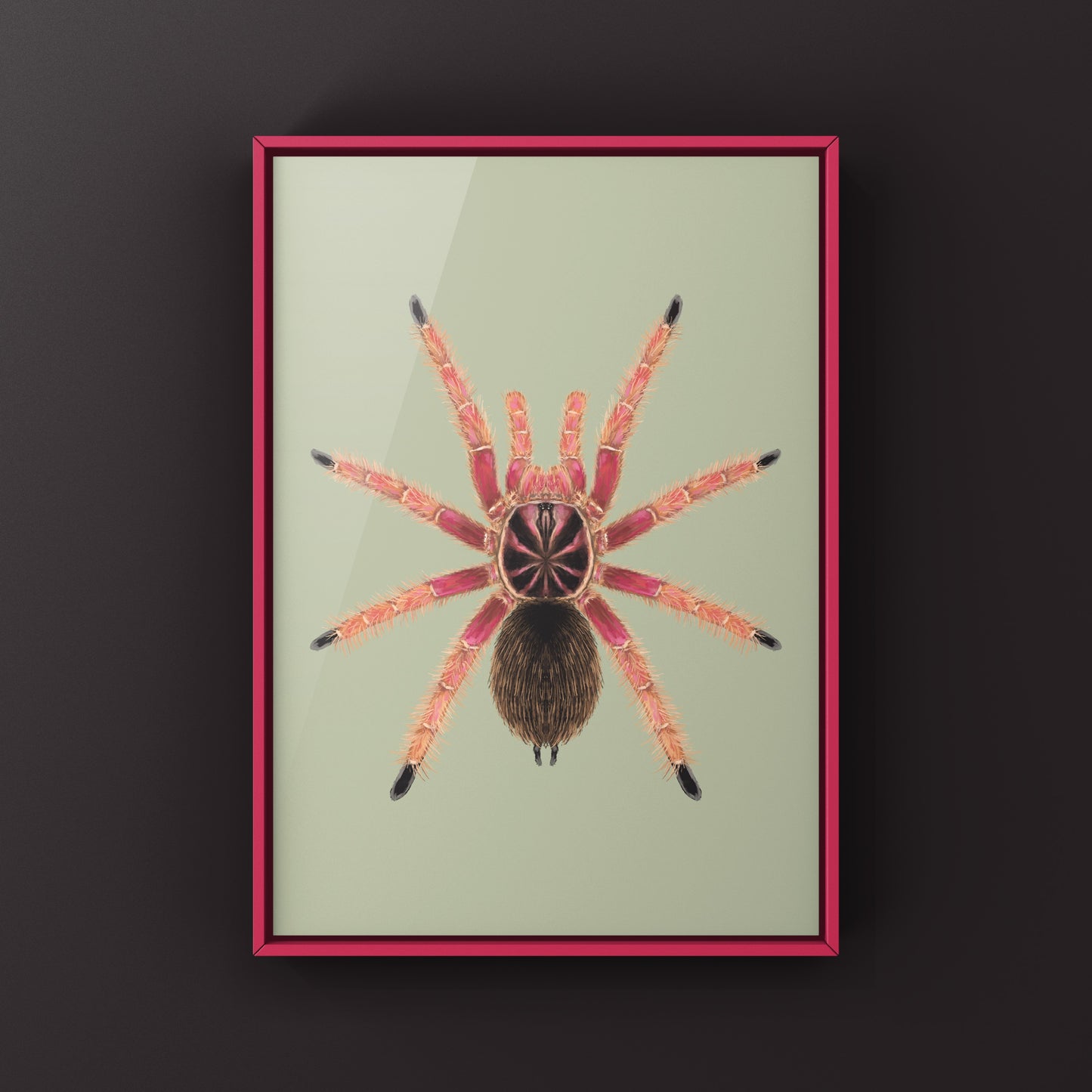 Sunburst Tarantula, Pamphobeteus sp. Solaris, Photographic Art Print