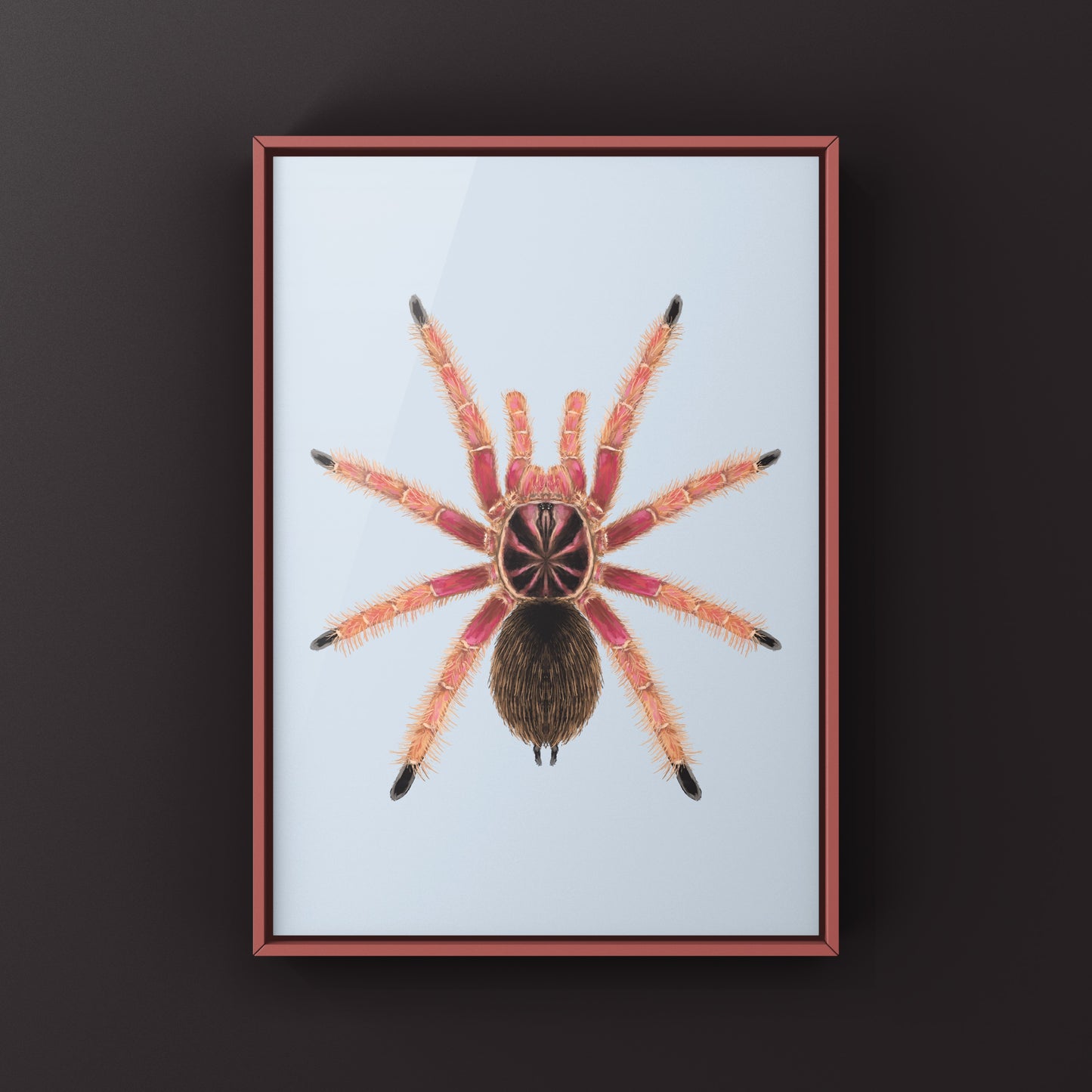 Sunburst Tarantula, Pamphobeteus sp. Solaris, Photographic Art Print