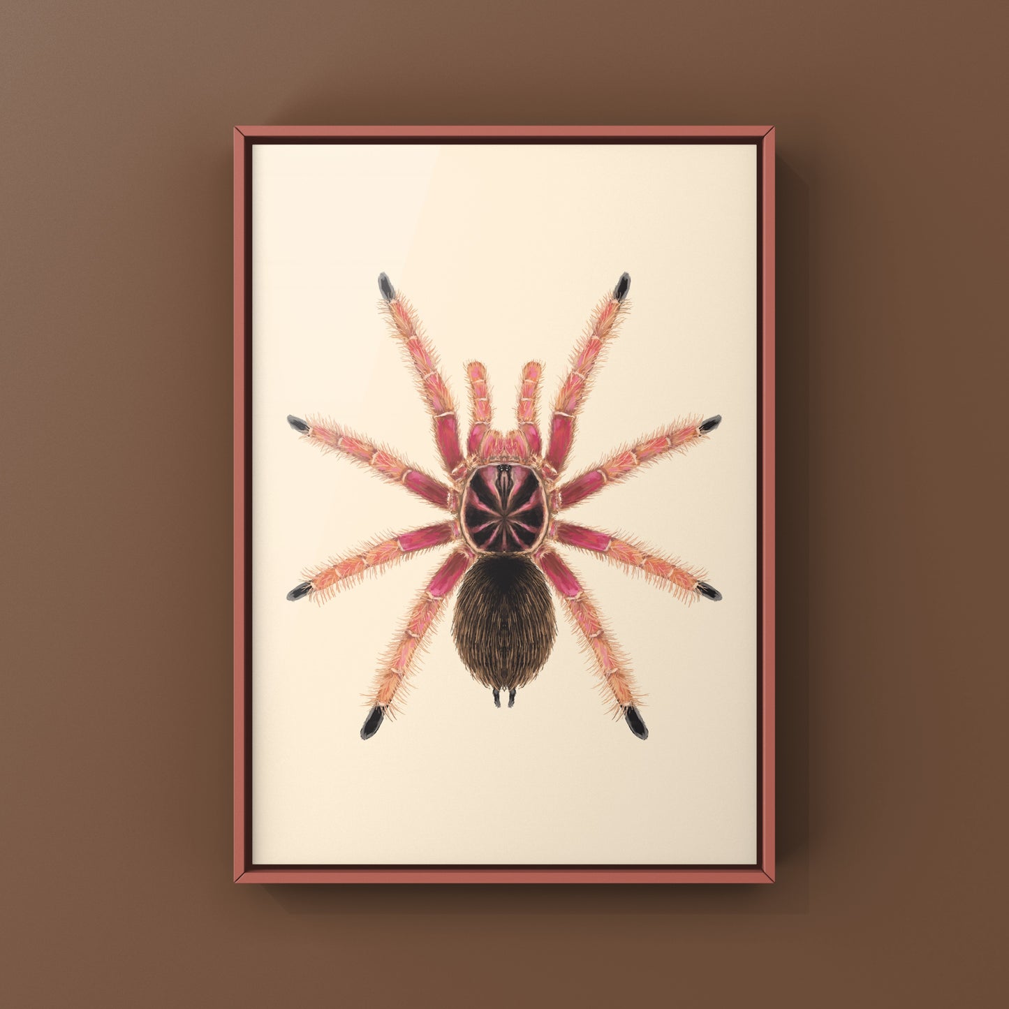 Sunburst Tarantula, Pamphobeteus sp. Solaris, Photographic Art Print