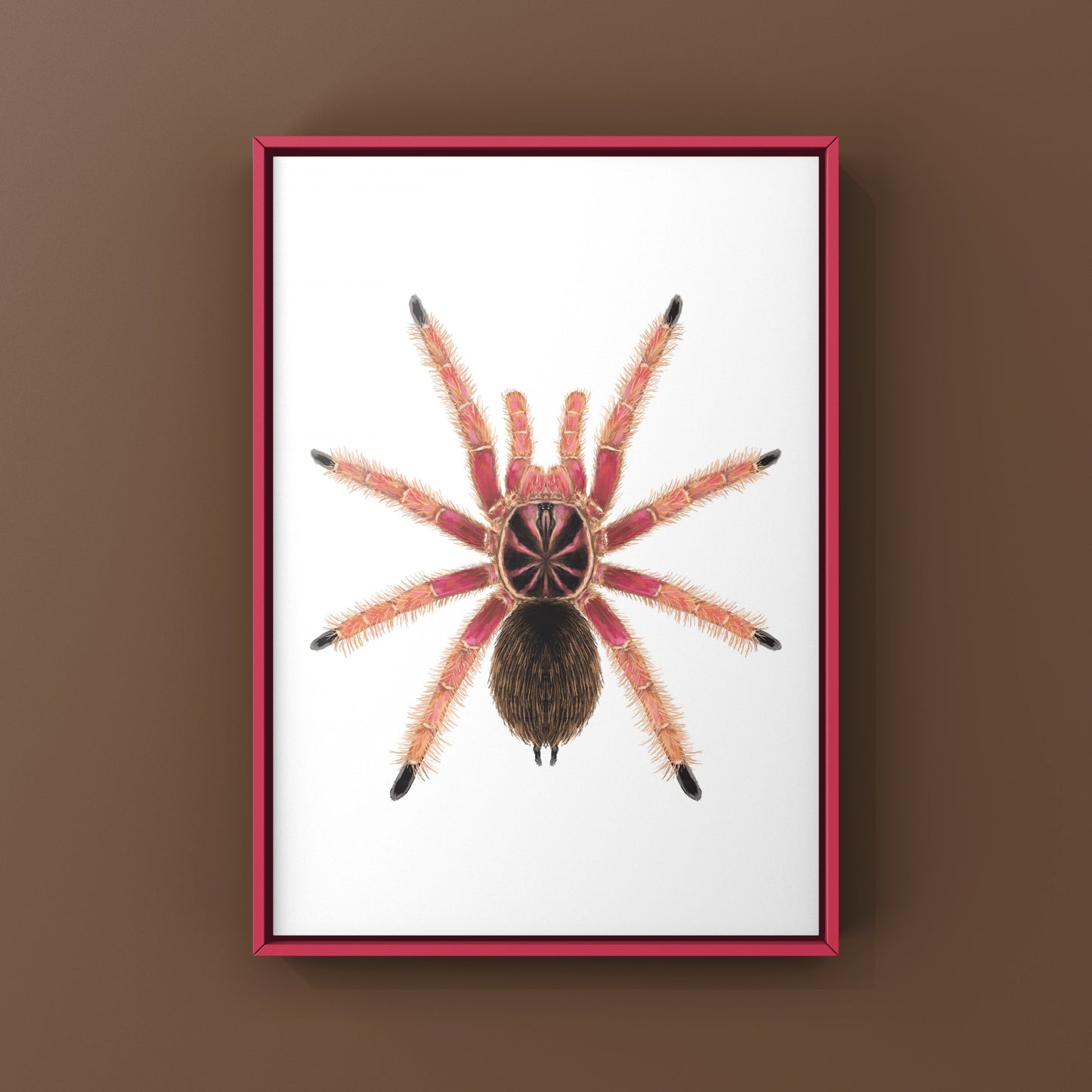 Sunburst Tarantula, Pamphobeteus sp. Solaris, Photographic Art Print