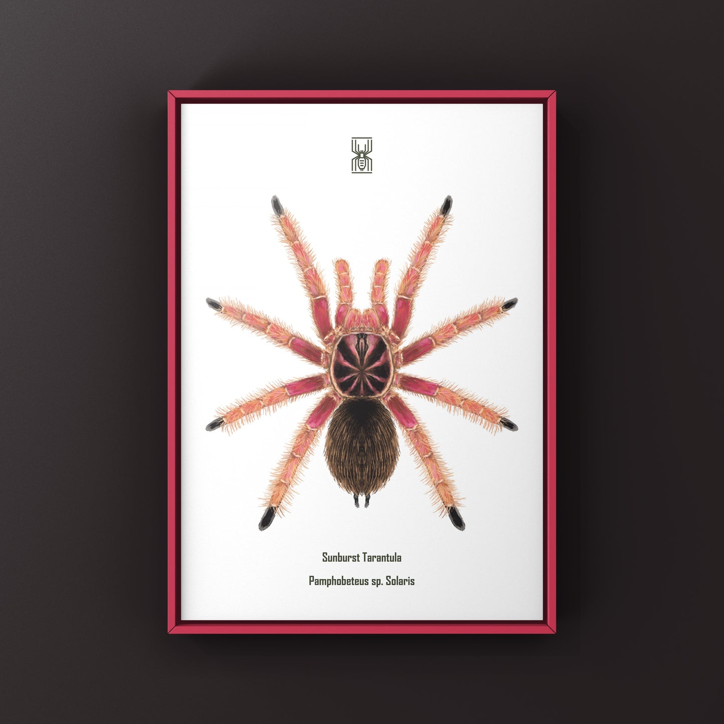 Sunburst Tarantula, Pamphobeteus sp. Solaris, Photographic Art Print