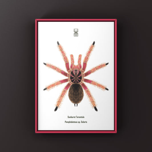 Sunburst Tarantula, Pamphobeteus sp. Solaris, Photographic Art Print