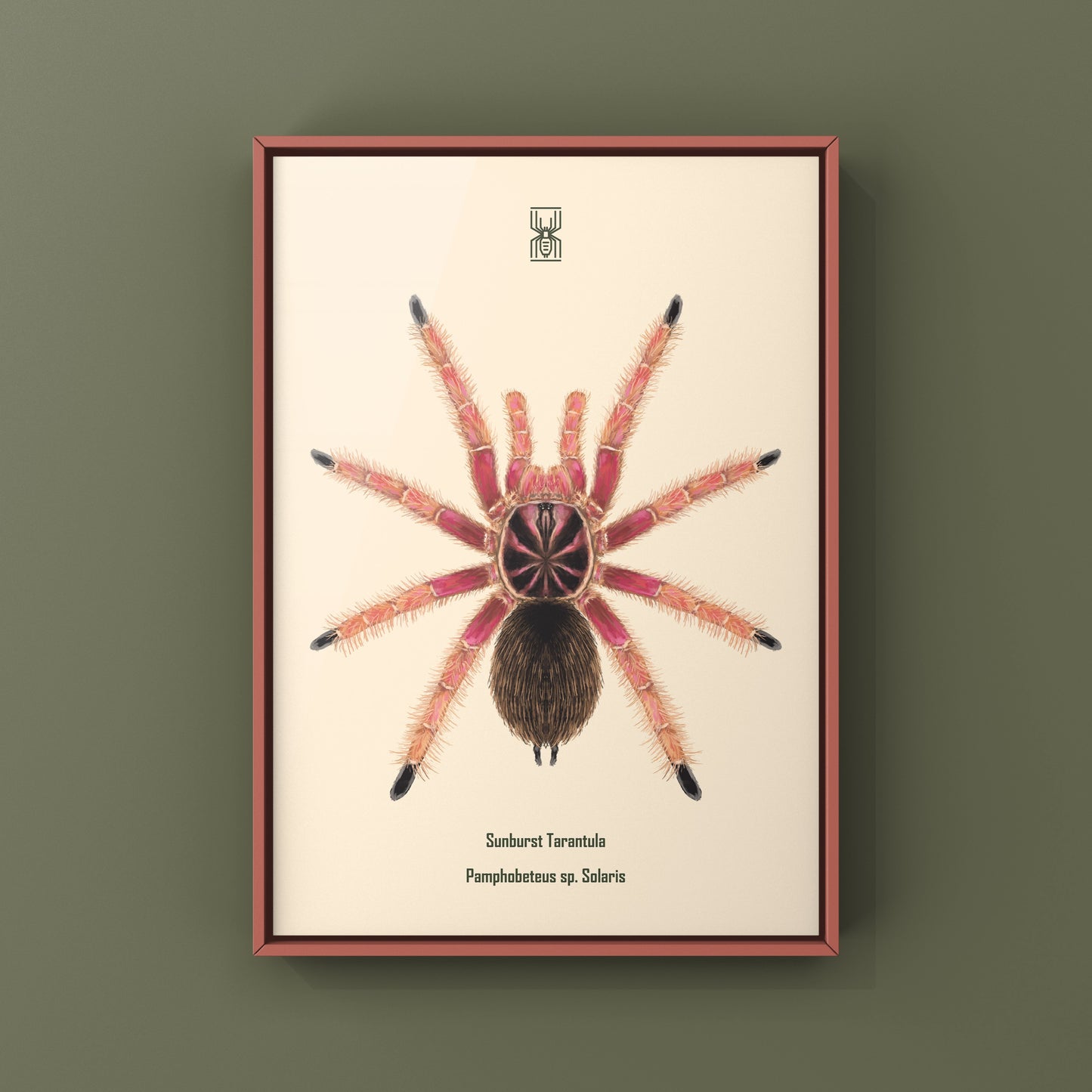 Sunburst Tarantula, Pamphobeteus sp. Solaris, Photographic Art Print