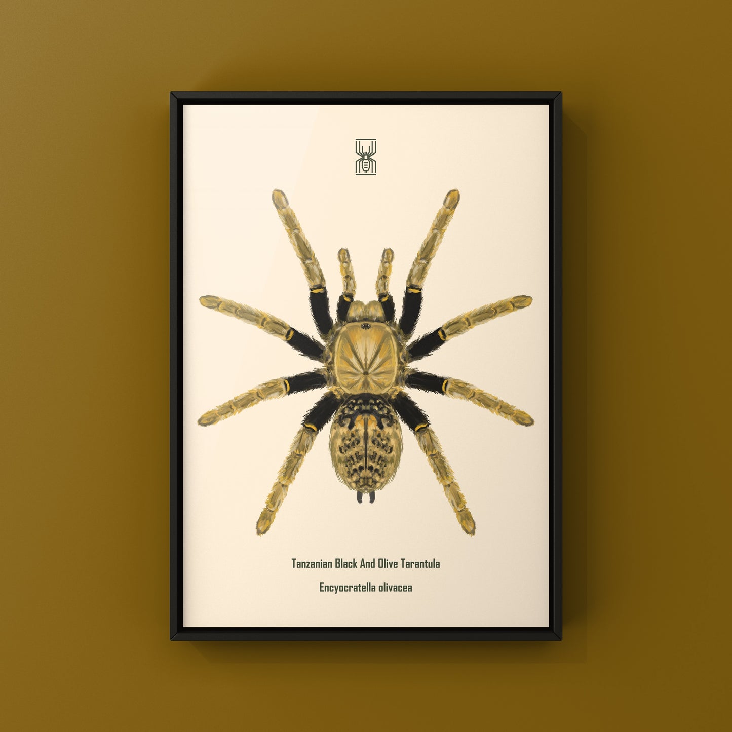 Tanzanian Black and Olive Tarantula, Encyocratella Olivacea, Photographic Art Print