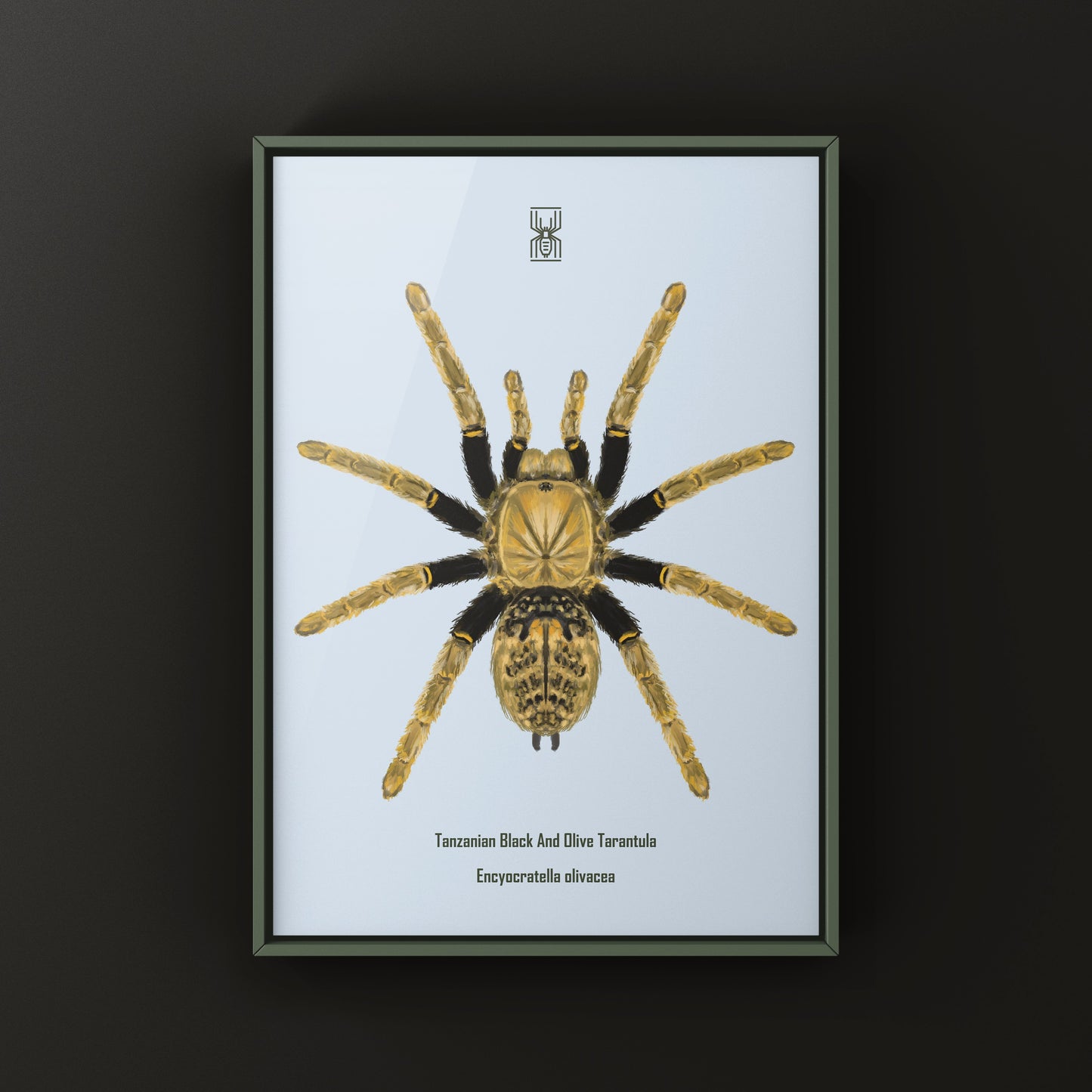 Tanzanian Black and Olive Tarantula, Encyocratella Olivacea, Photographic Art Print