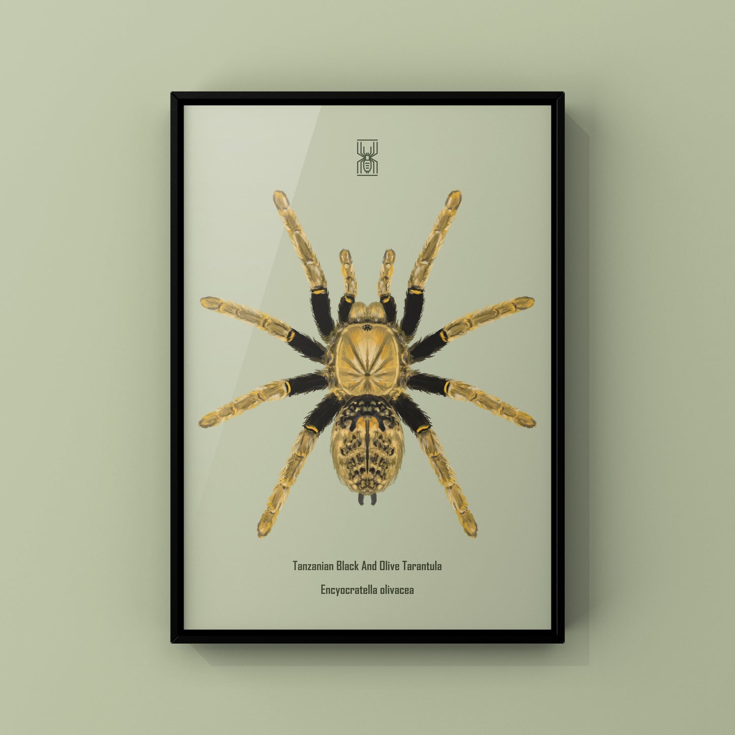 Tanzanian Black and Olive Tarantula, Encyocratella Olivacea, Photographic Art Print