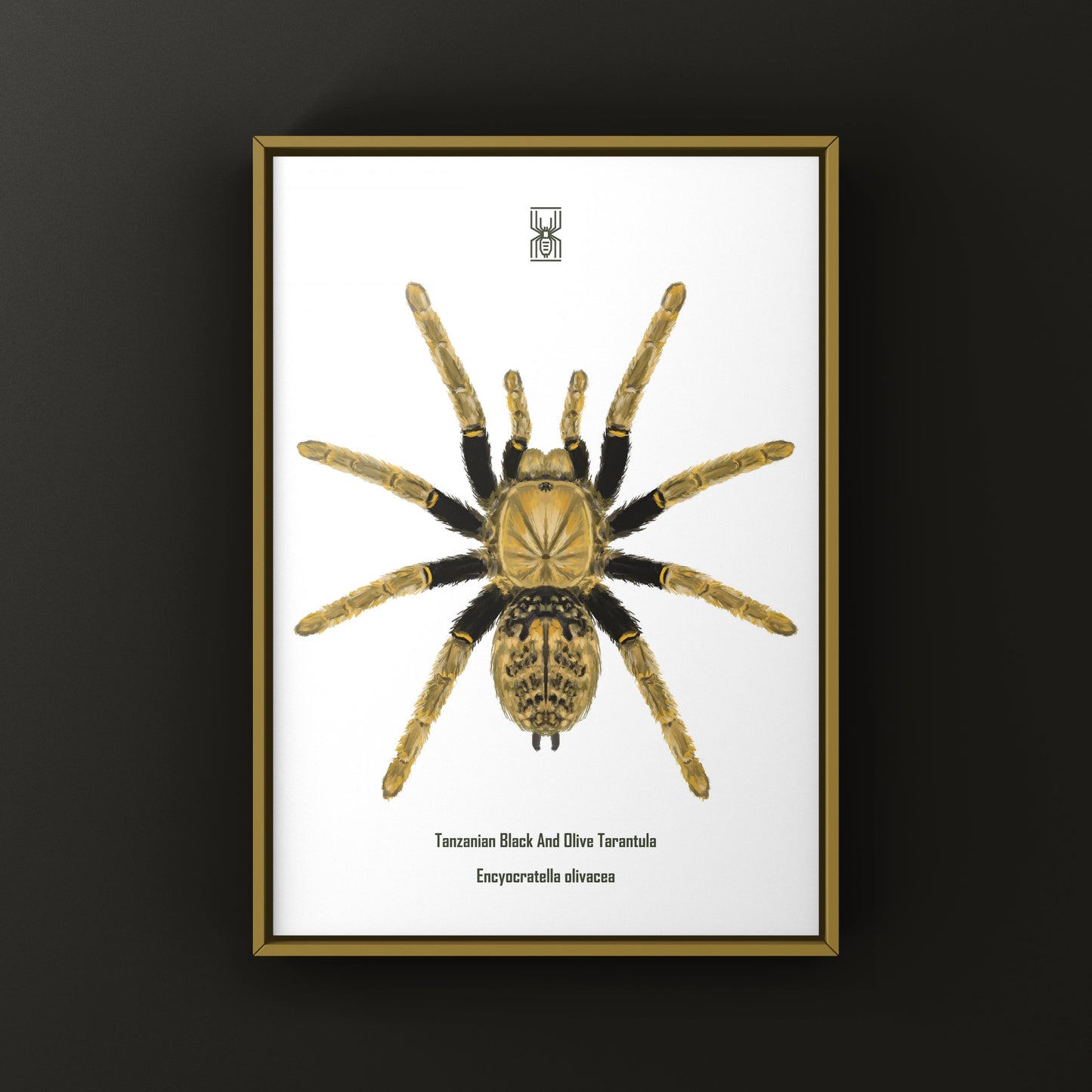 Tanzanian Black and Olive Tarantula, Encyocratella Olivacea, Photographic Art Print
