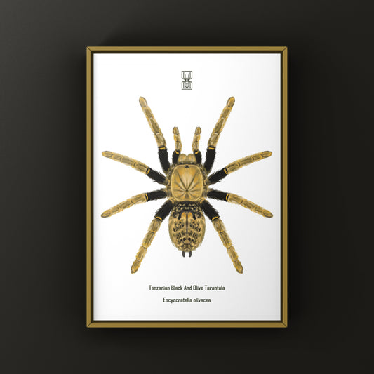 Tanzanian Black and Olive Tarantula, Encyocratella Olivacea, Photographic Art Print