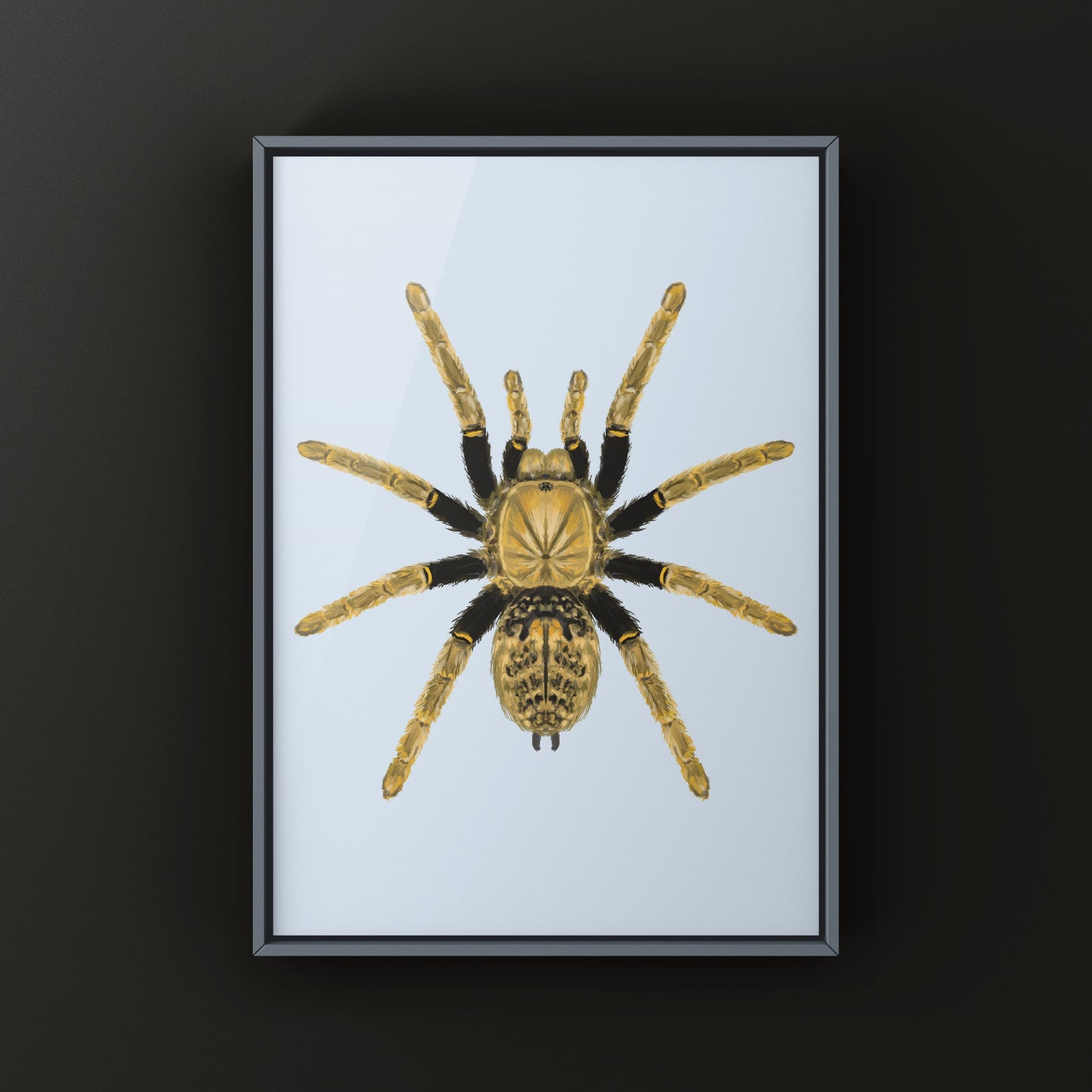 Tanzanian Black and Olive Tarantula, Encyocratella Olivacea, Photographic Art Print