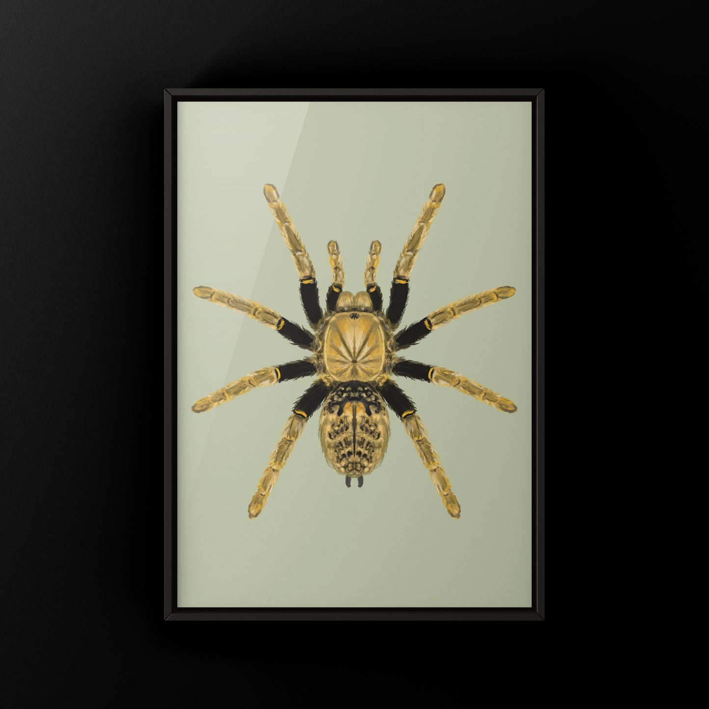Tanzanian Black and Olive Tarantula, Encyocratella Olivacea, Photographic Art Print