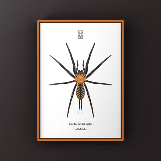 Tiger Curtain Web Spider, Linothele Fallax, Photographic Art Print