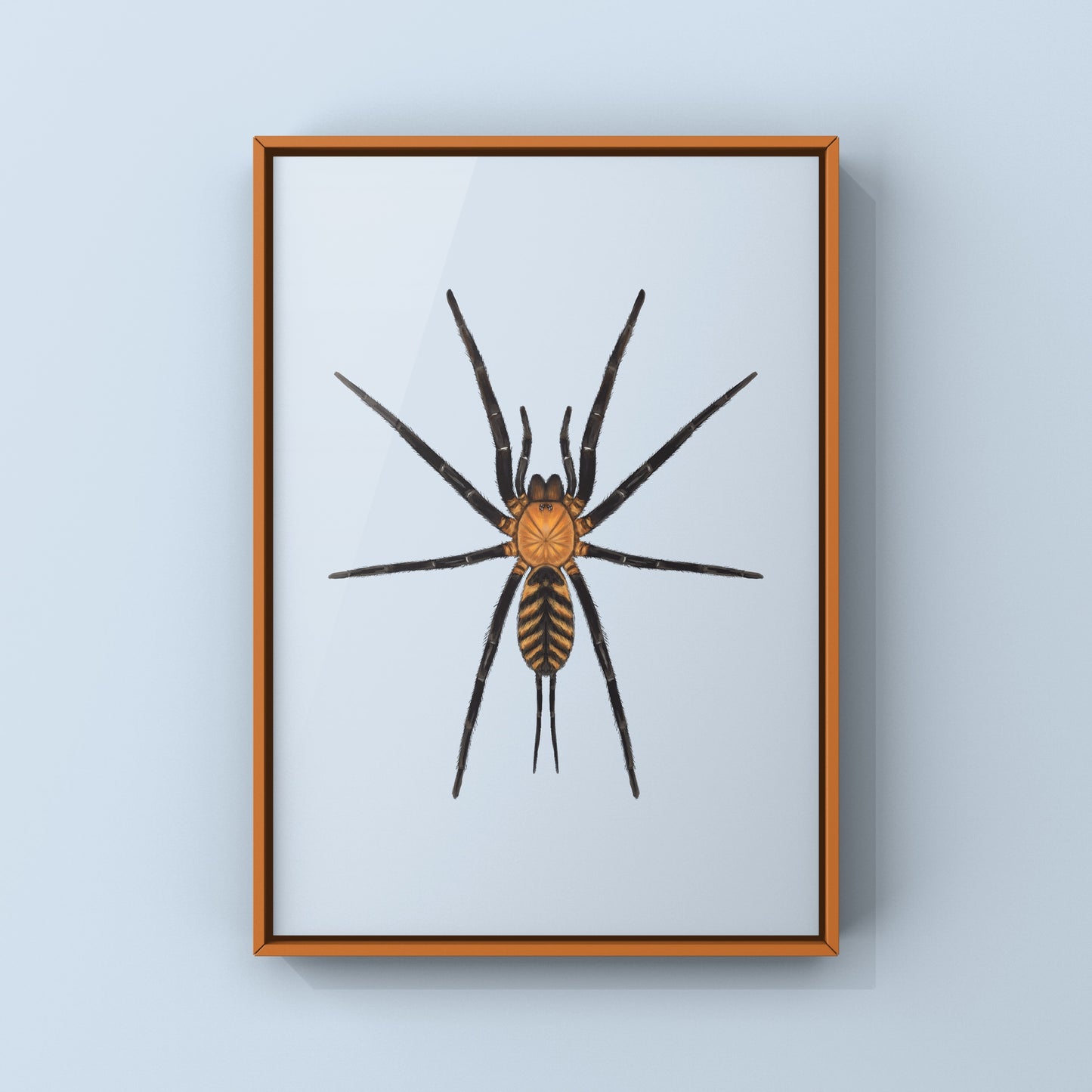 Tiger Curtain Web Spider, Linothele Fallax, Photographic Art Print