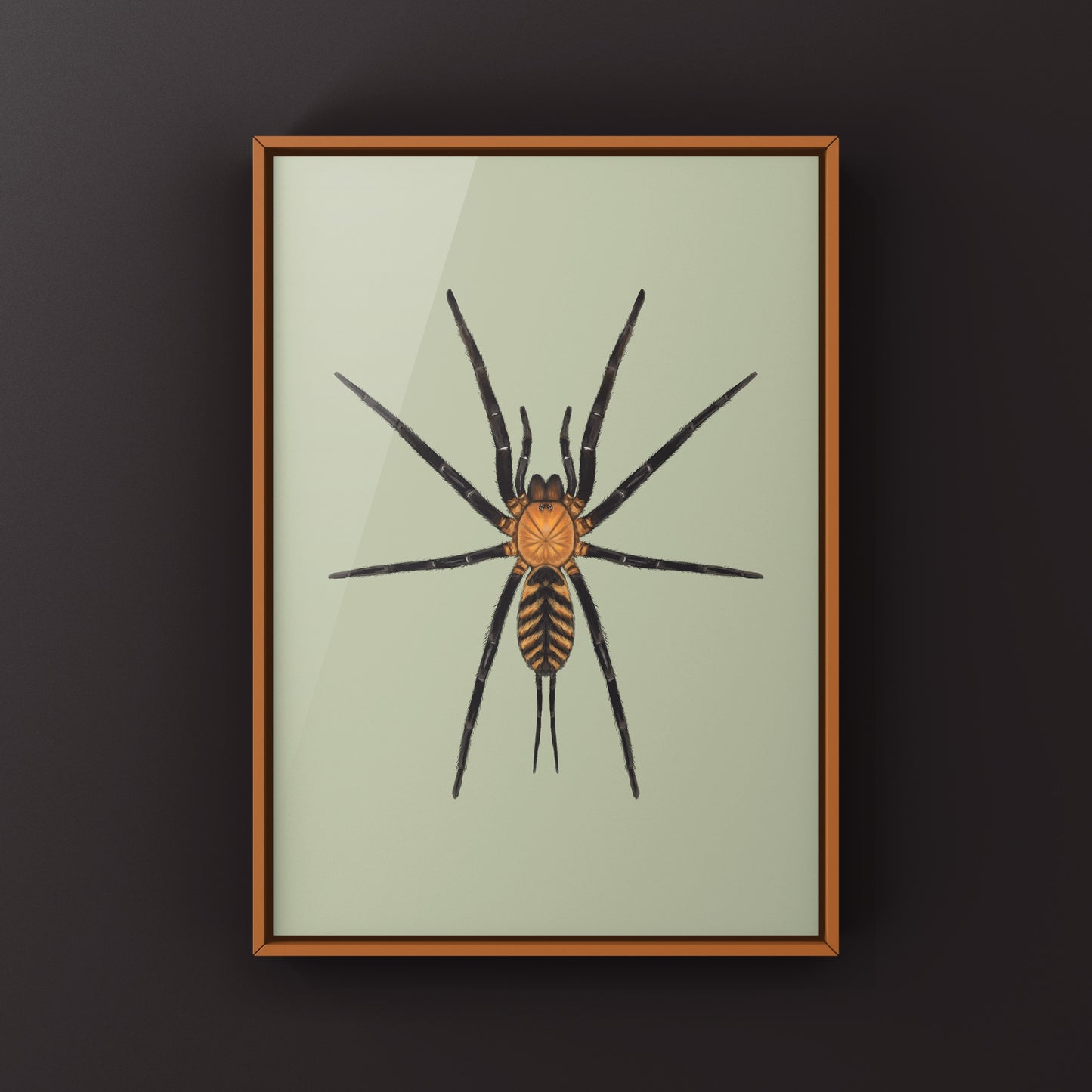 Tiger Curtain Web Spider, Linothele Fallax, Photographic Art Print