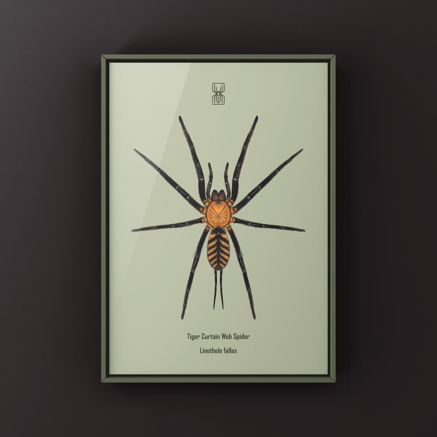 Tiger Curtain Web Spider, Linothele Fallax, Photographic Art Print