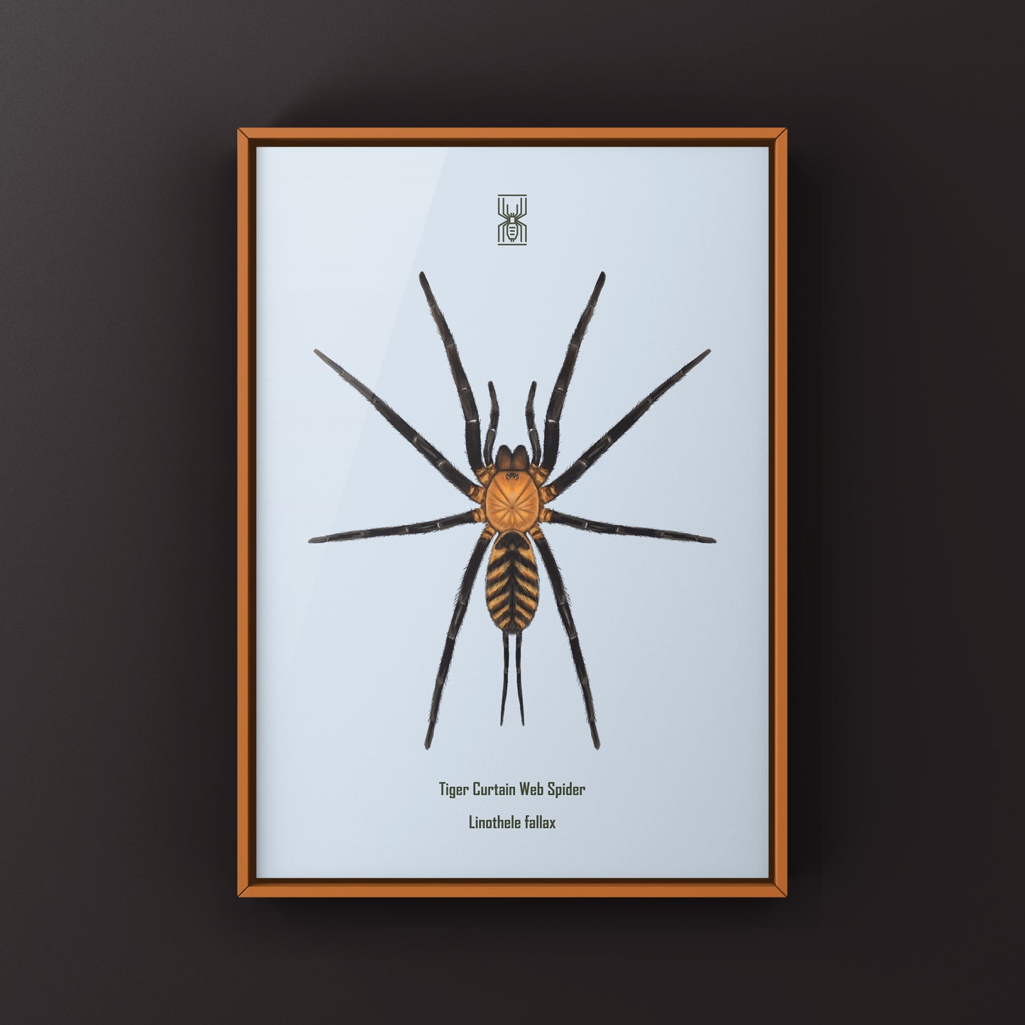 Tiger Curtain Web Spider, Linothele Fallax, Photographic Art Print