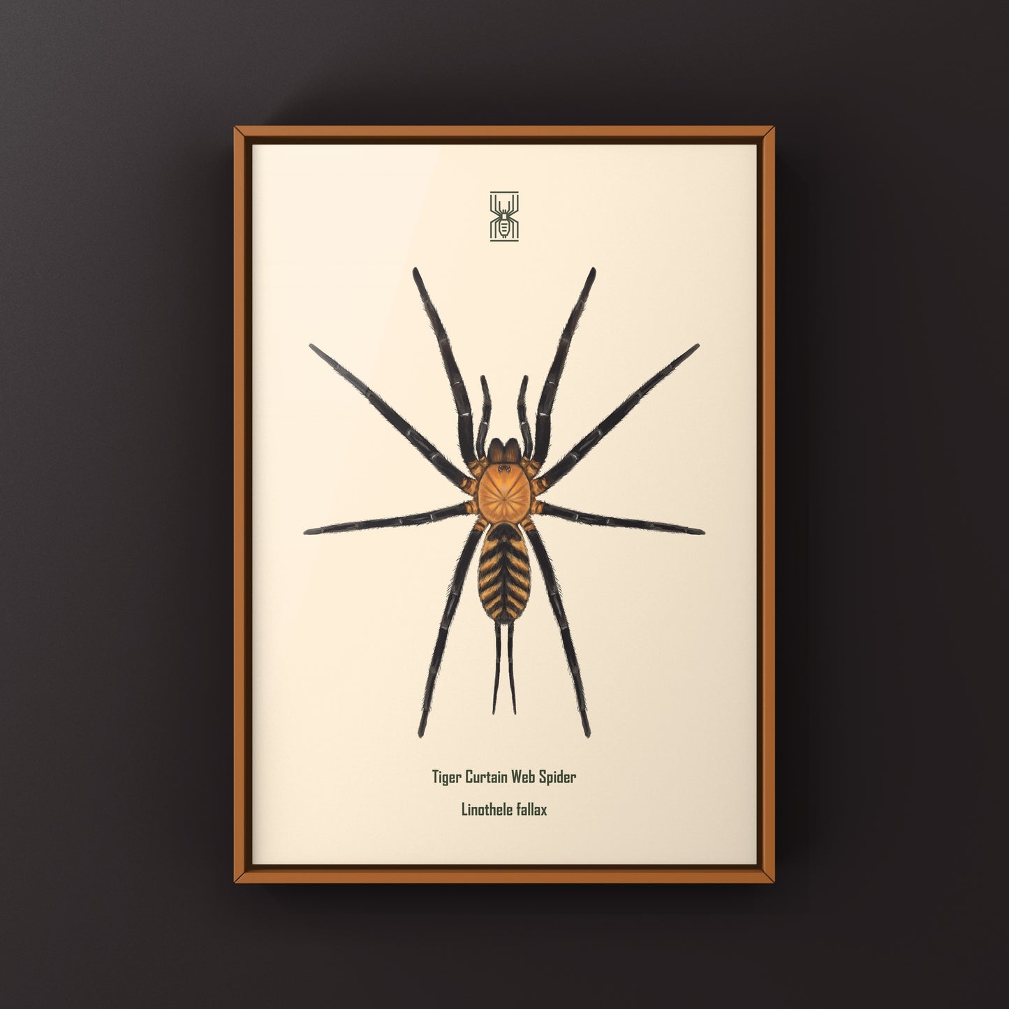 Tiger Curtain Web Spider, Linothele Fallax, Photographic Art Print