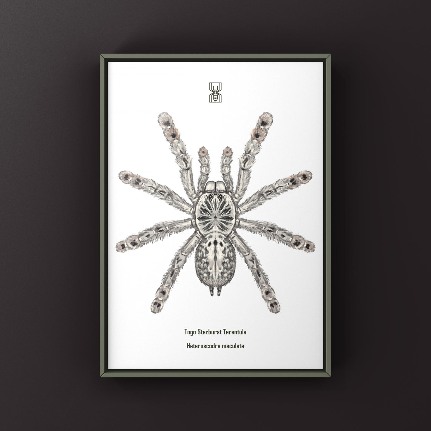 Togo Starburst Tarantula, Heteroscodra Maculata, Photographic Art Print from The Silk Ranch