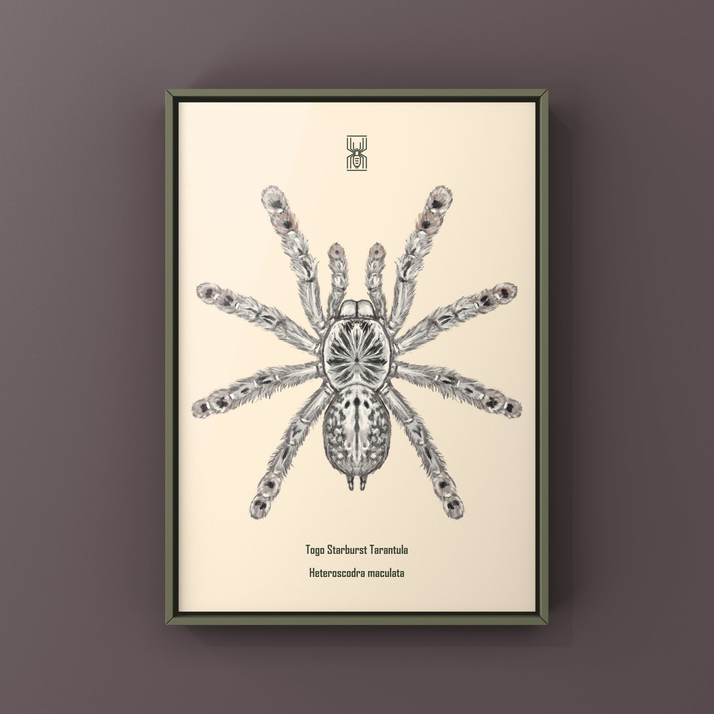 Togo Starburst Tarantula, Heteroscodra Maculata, Photographic Art Print from The Silk Ranch